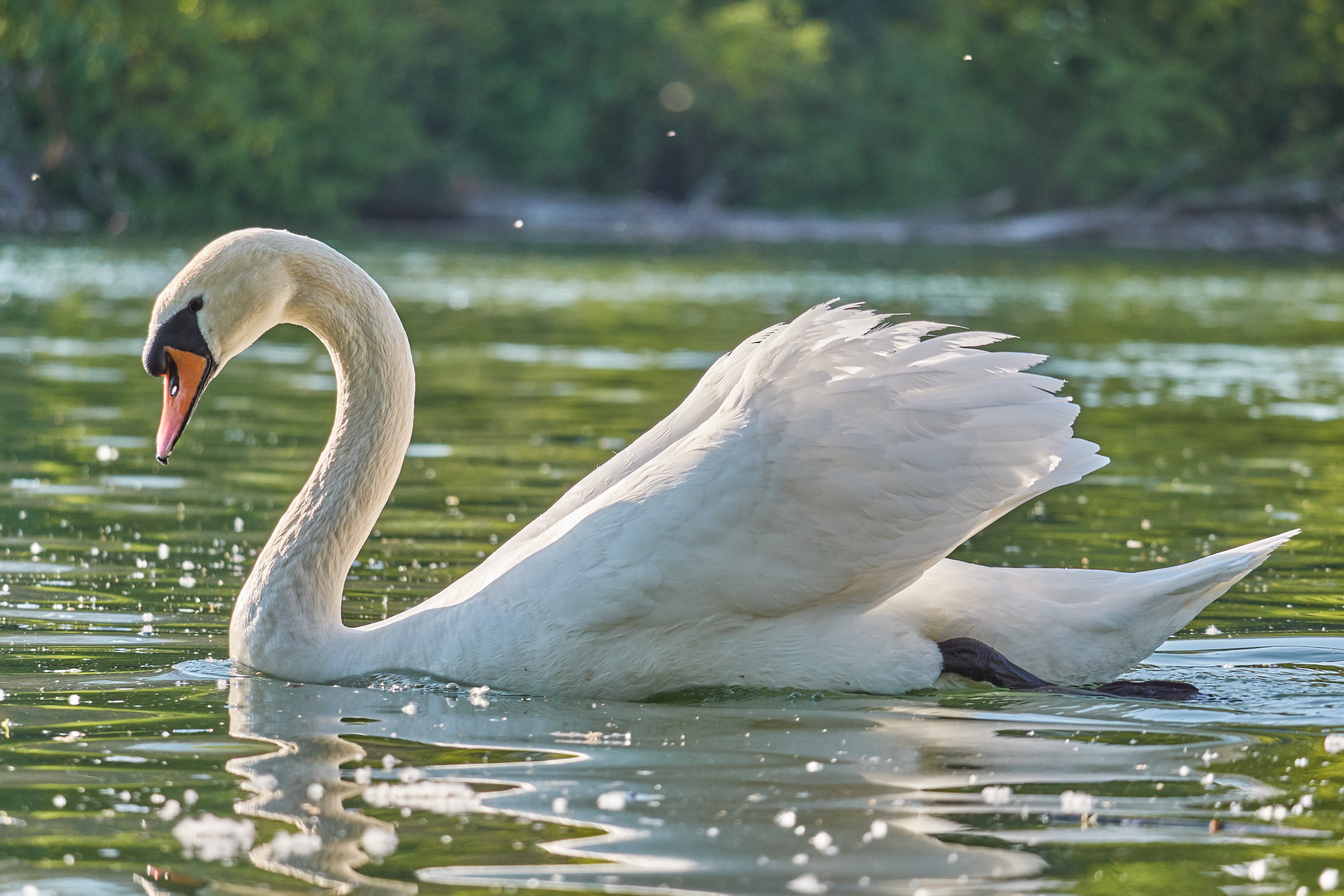 river, animal wildlife, animal themes, fauna, mirroring, wildlife, reflection, switzerland, no people, animal, focus on foreground, pond, animal neck, day, HD Wallpaper