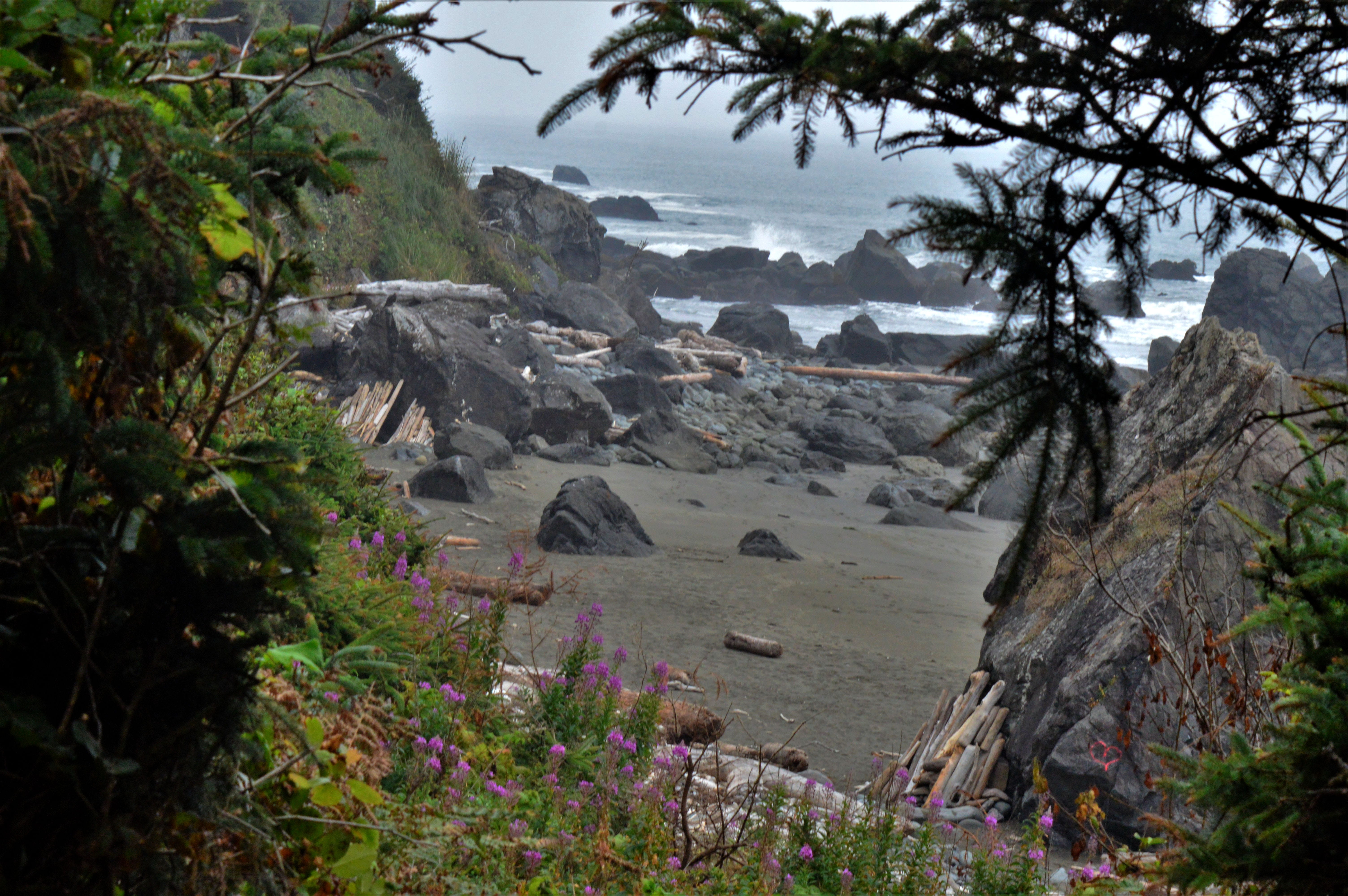 klamath oregon, plant, outdoors, nature, 5K, beach, ocean, sand, land, day, tranquility, waves, beauty in nature, environment, water, growth, tree, no people, HD Wallpaper