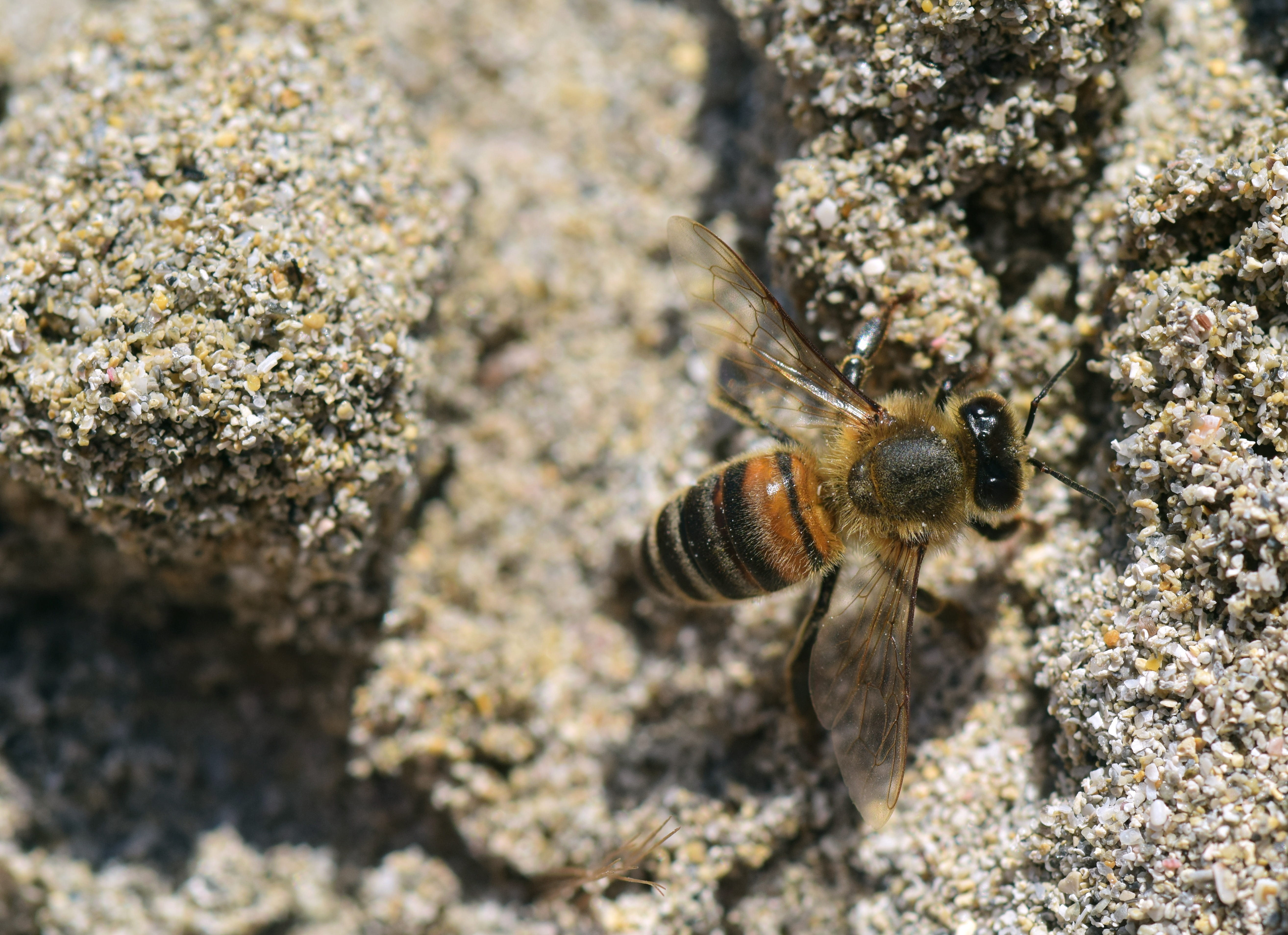 close-up, solid, close, perching, camouflage paint, camouflage, nature, day, beach, gray, invertebrate, sea, insect, outdoors, 5K, rock - object, textured, HD Wallpaper