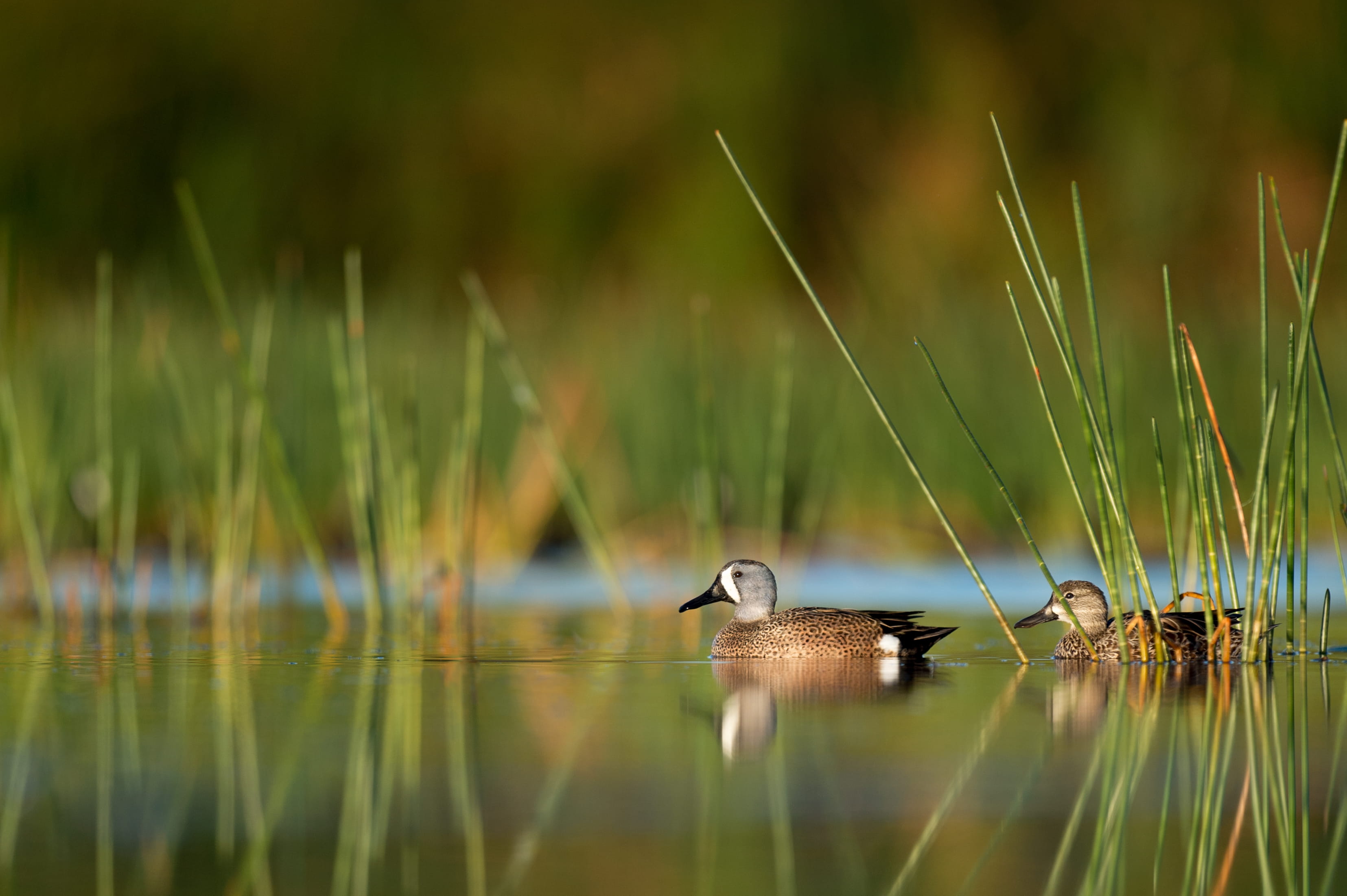 lake, animal themes, day, waterfront, body, animals In The Wild, Pair, grass, ducks, bird, poultry, 2K, animal wildlife, no people, focus, wildlife, animal, HD Wallpaper