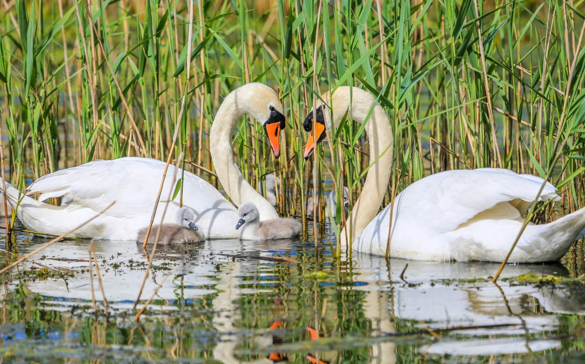 Reflection, Cygnet, Wildlife, Bird, Birds, Swan, Mute Swan, Couple, Baby Animal, 1080P, Water, HD Wallpaper