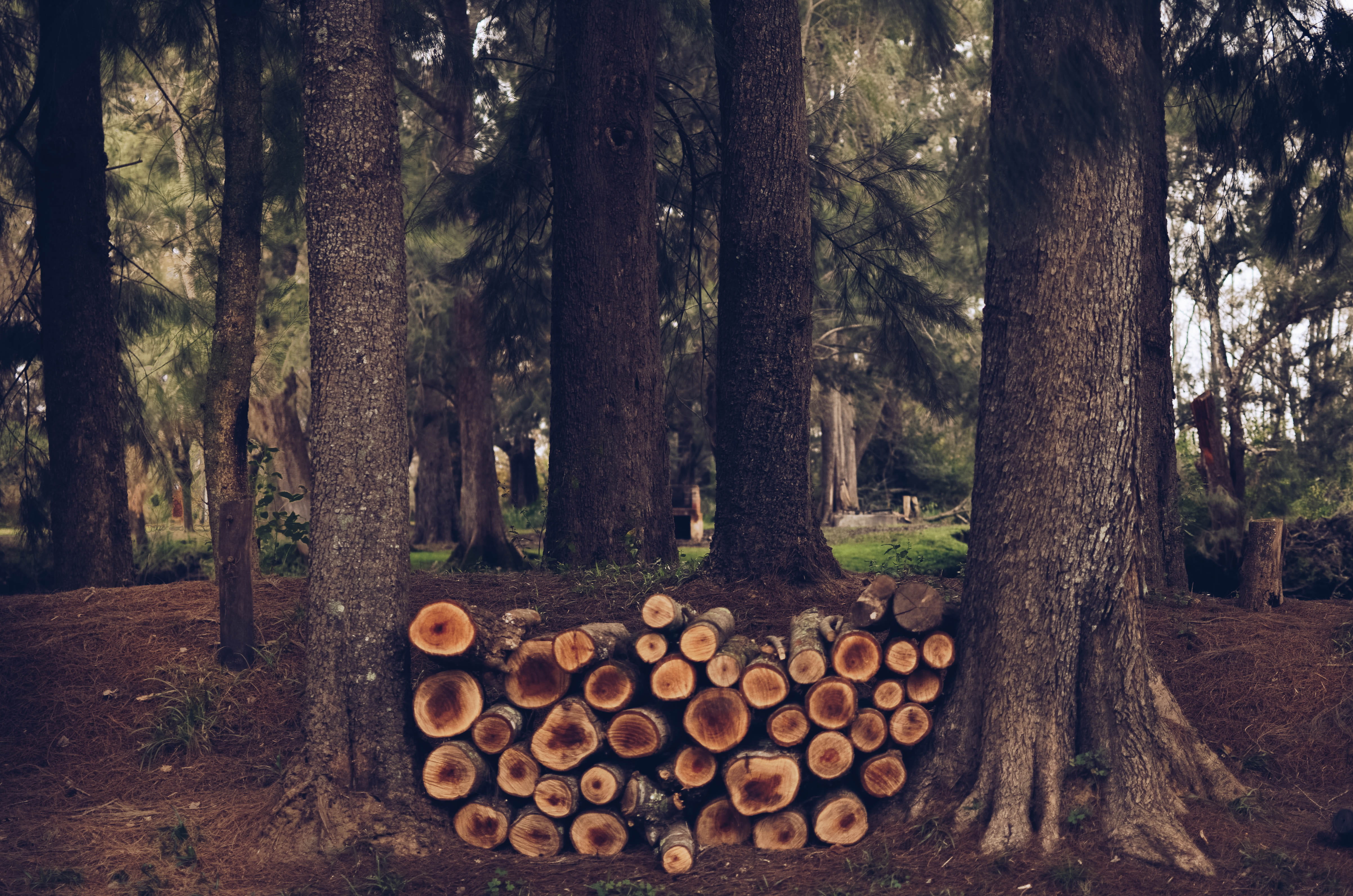 tree, forest, large group of objects, trees, outdoors, world, cold, wood, abundance, no people, log, day, deforestation, nature, mountain, wood - material, HD Wallpaper
