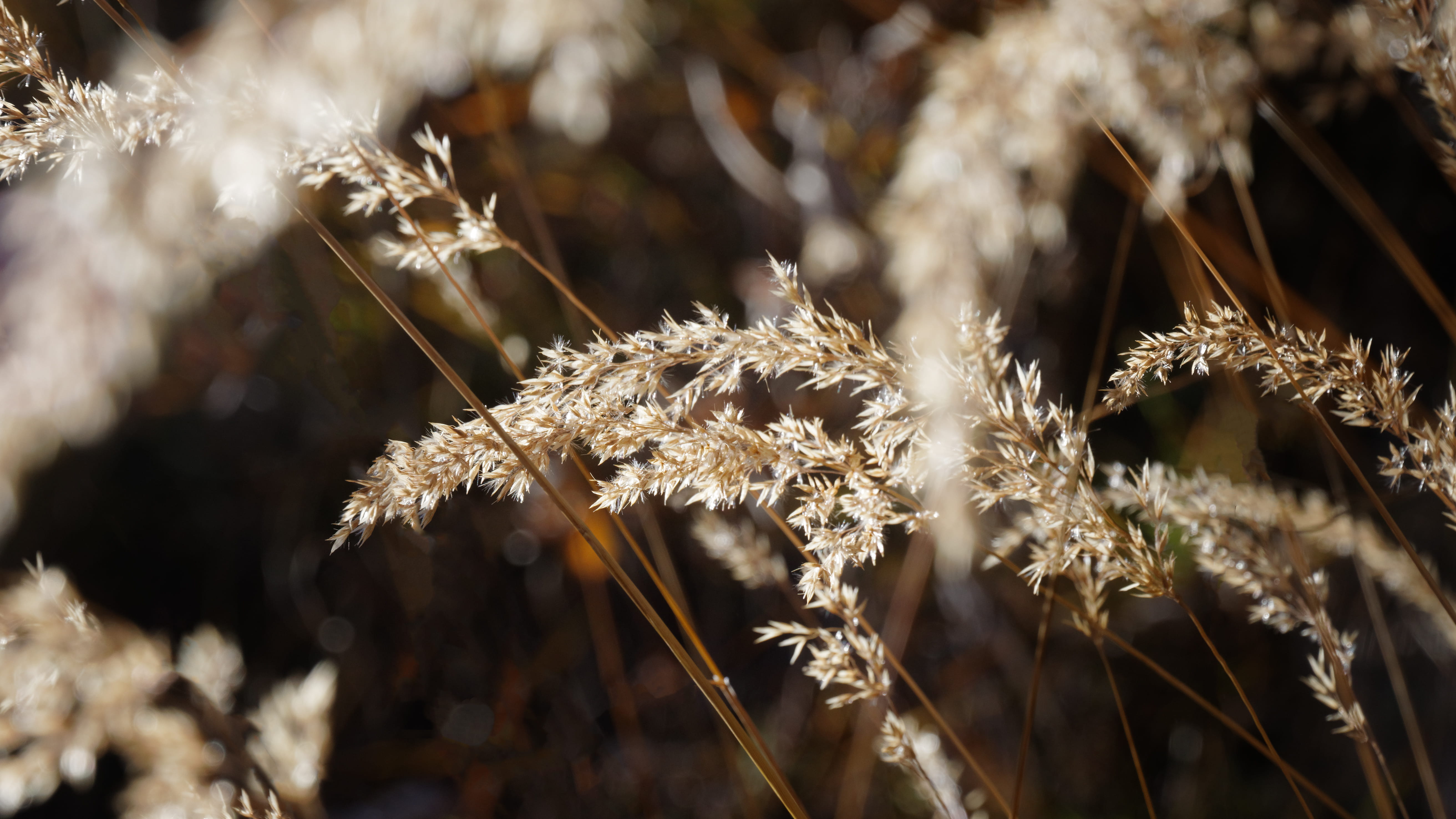 selective focus, fragility, stalk, vulnerability, beauty in nature, land, dry, background, field, no people, outdoors, 5K, blade of grass, backlight, tranquility, HD Wallpaper