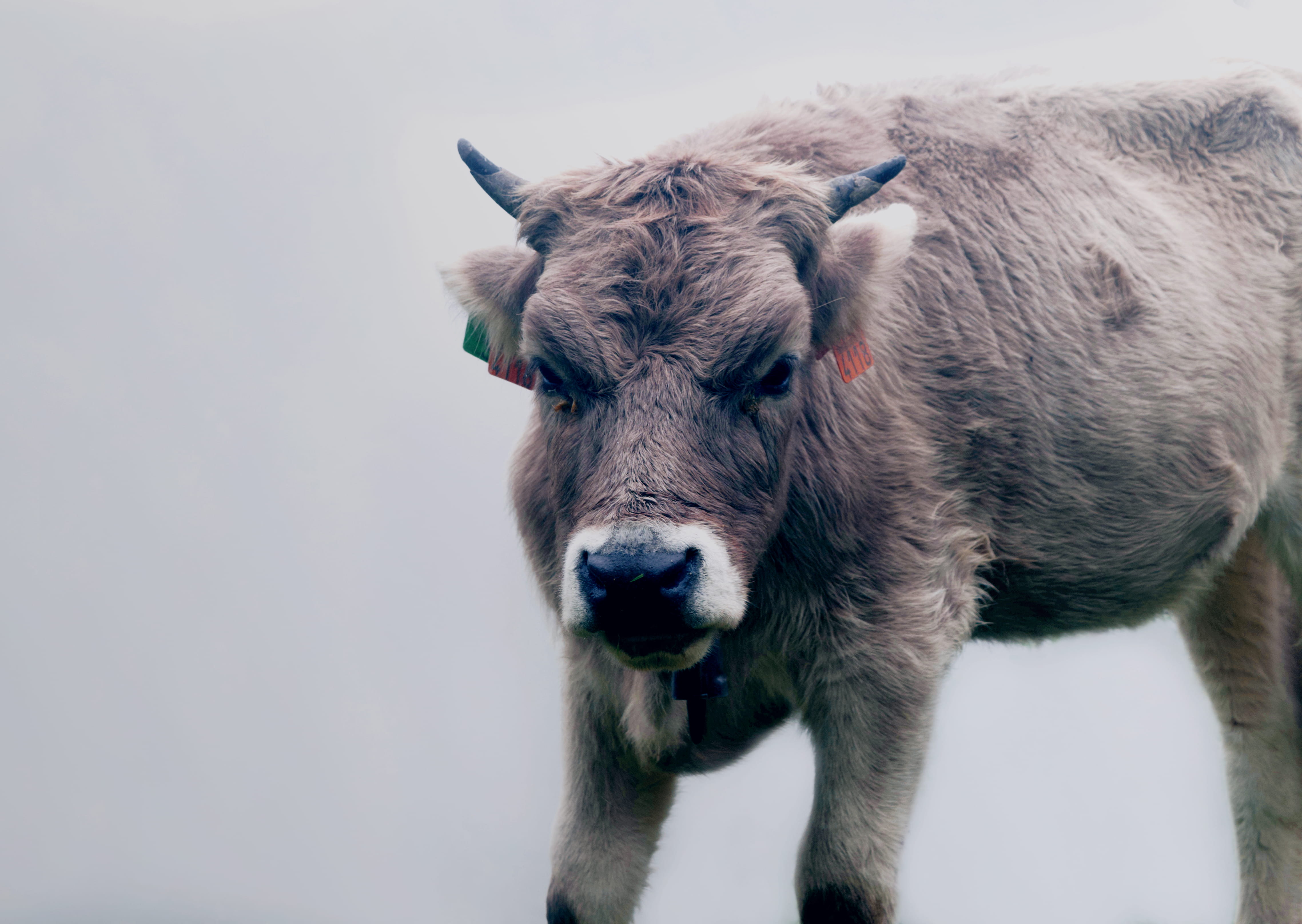 standing, lakes of covadonga, young animal, nature, mountain, pets, 4K, herbivorous, cattle, one animal, no people, milk, spain, livestock, life, white, HD Wallpaper