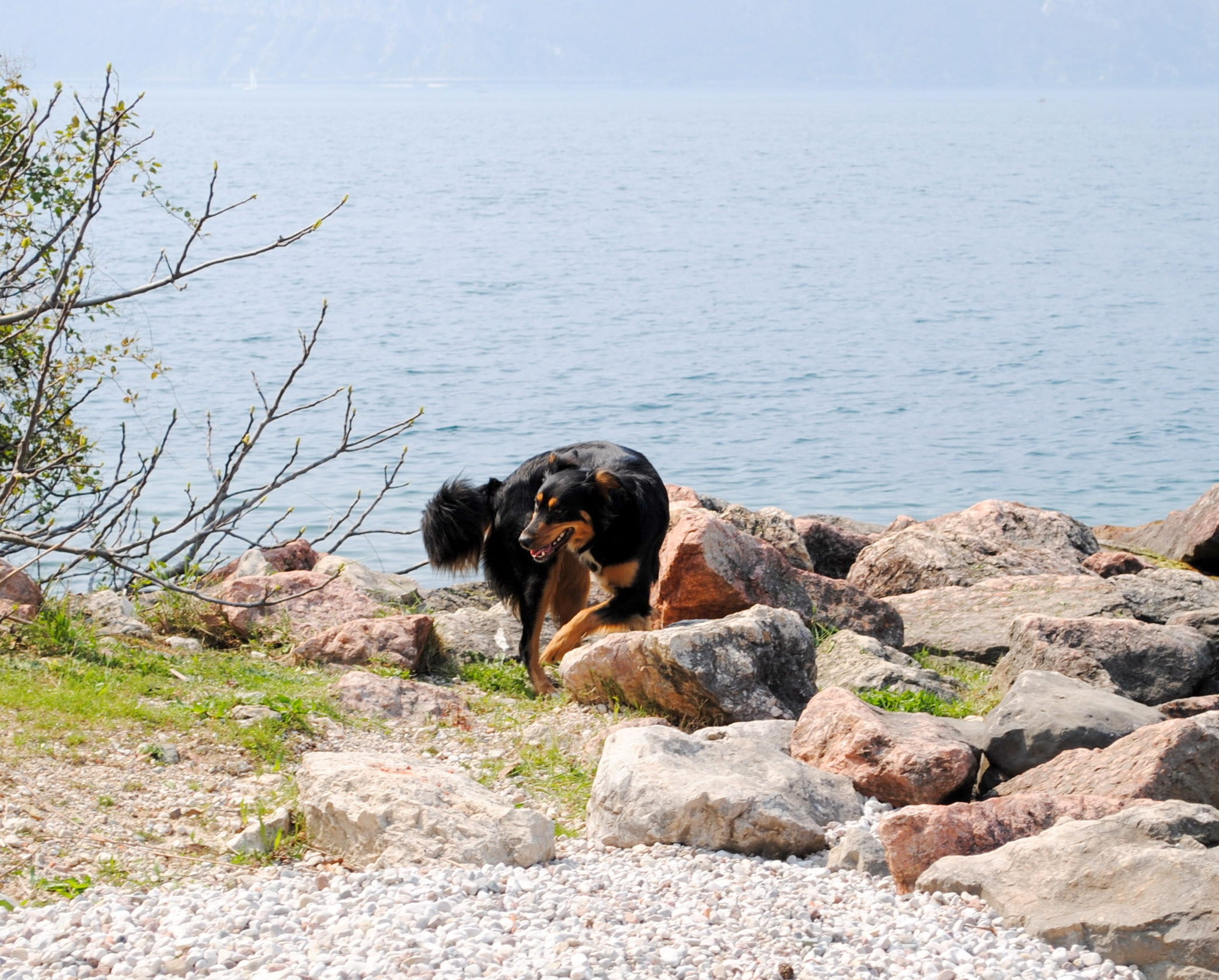 animal, solid, mammal, vertebrate, 1080P, mixed breed dog, nature, domestic animals, cindy, rock, bad day, canine, garda, italy, one animal, domestic, HD Wallpaper