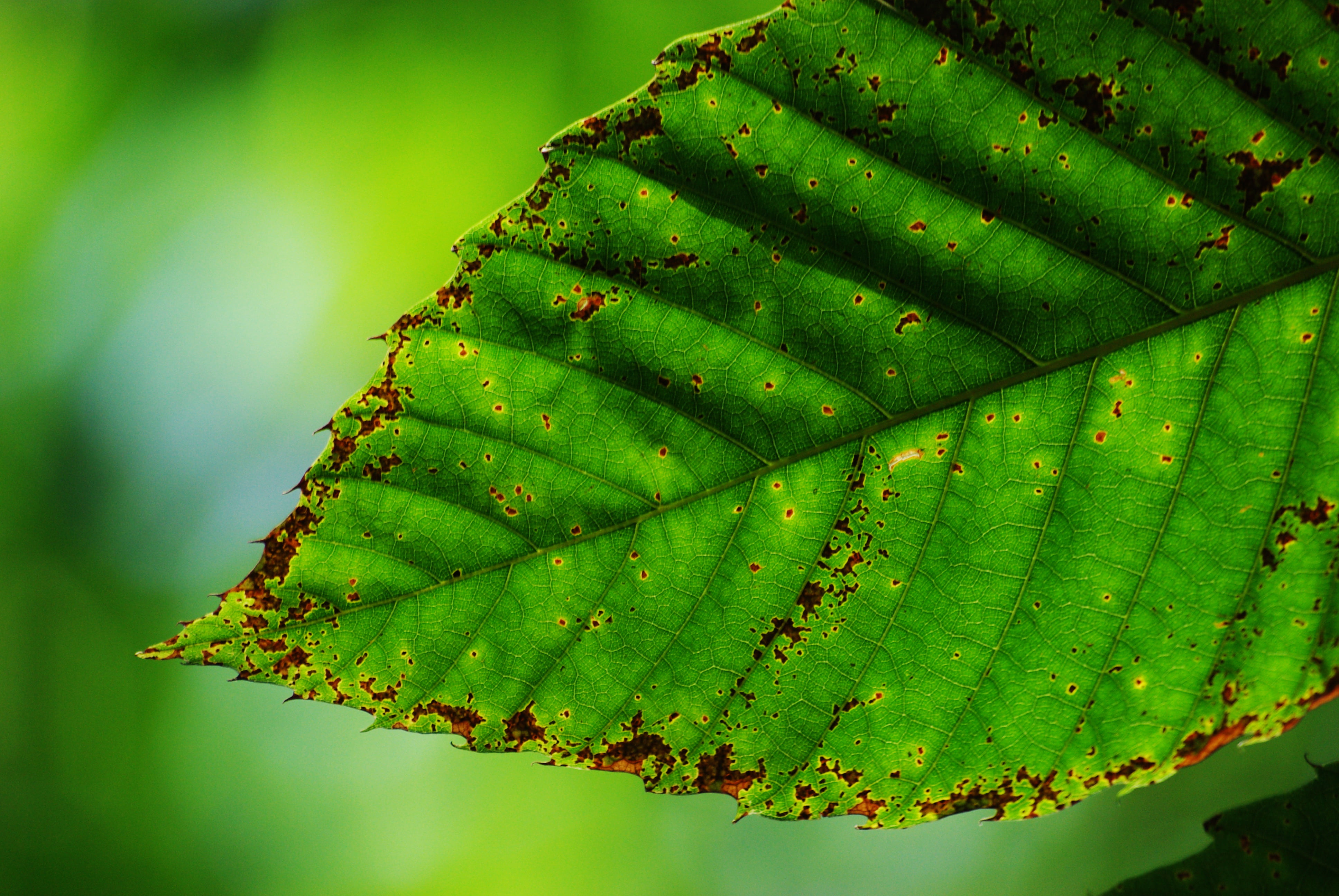 feliu ventura, Agost, ventura, tree, close-up, focus, la, environment, Viladrau, que, leaf, hoja, Catalunya, Osona, forest, feelings, fulla, bosque, verd, HD Wallpaper