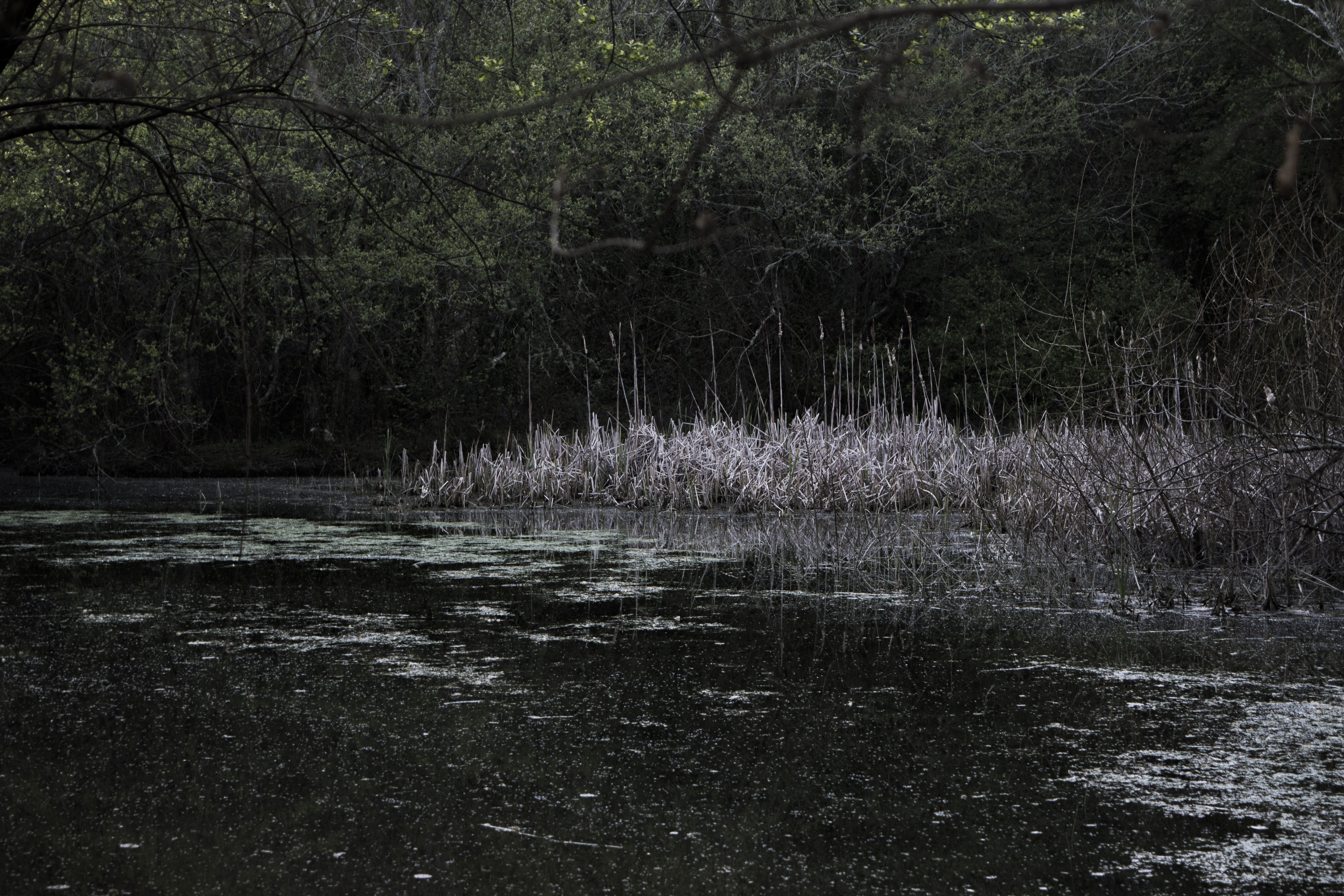 remote, scenics - nature, cuvi, bog, galicia, 5K, swamp, beauty in nature, pond, non-urban scene, land, tranquil scene, agua, woodland, growth, naturaleza, HD Wallpaper
