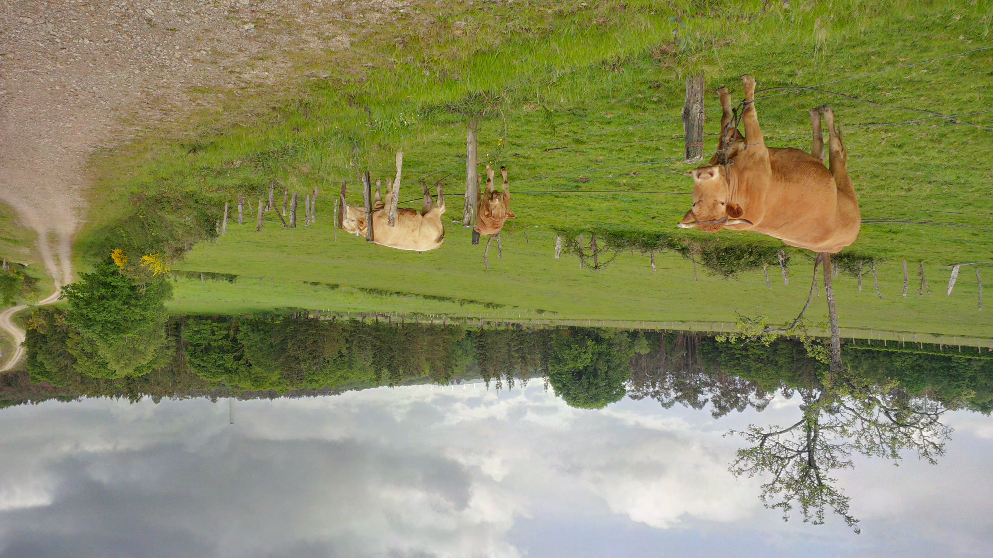 campo, green color, grass, vertebrate, tree, camino, outdoors, reflection, puentes de garcía rodríguez, as pontes de garcía rodríguez, ganado, day, plant, HD Wallpaper
