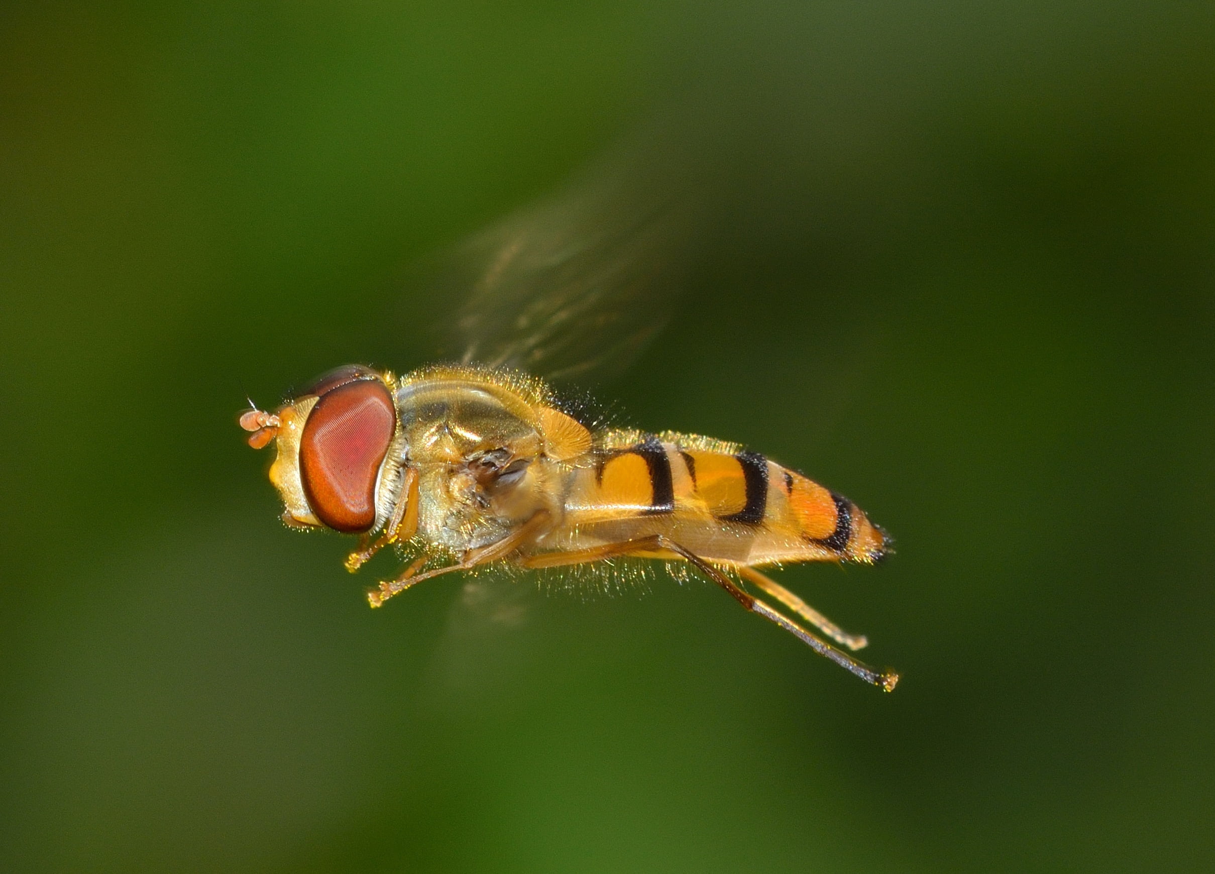 zoology, day, focus on foreground, focus, brine fly, nature, selective, beauty in nature, insects, episyrphus, close-up, animal themes, animal wildlife, HD Wallpaper