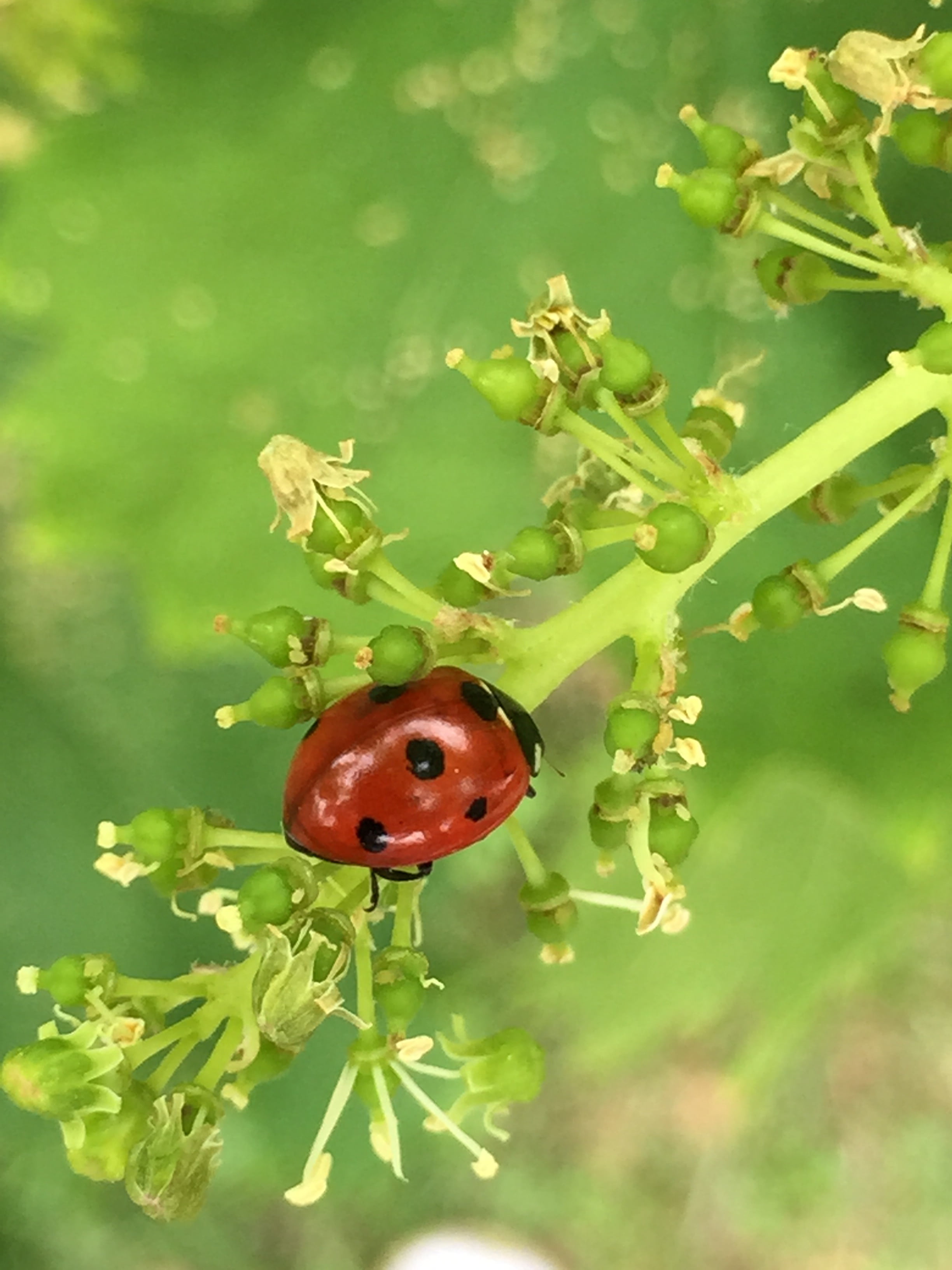 nature, ladybug, outdoors, no people, growth, plant part, animal, beetle, red, animals in the wild, focus on foreground, green color, insect, leaf, small, Phone HD Wallpaper