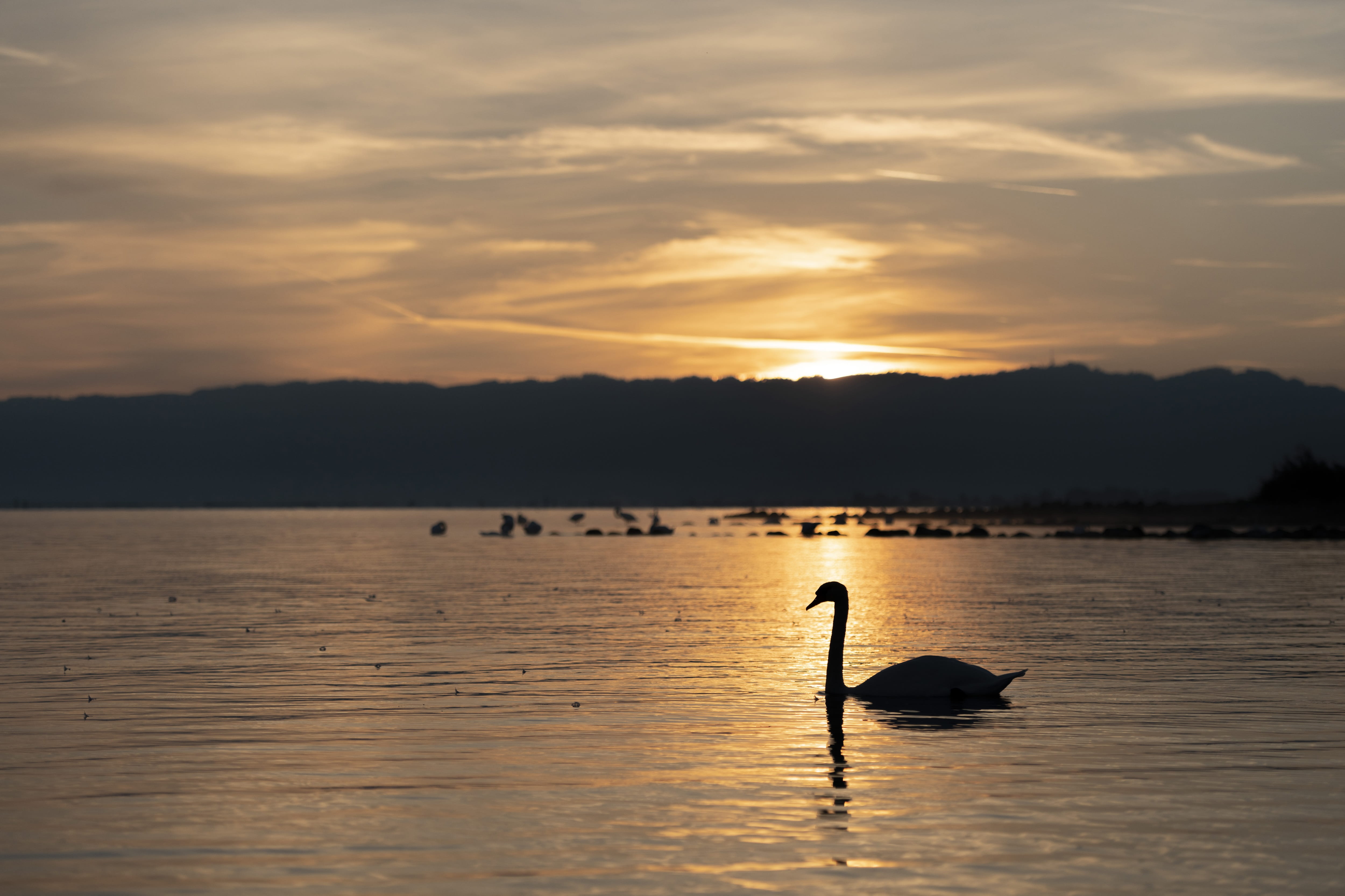 lake, animal wildlife, reflection, landscape, lake constance, animal, cloud - sky, vertebrate, plumage, waterfront, beauty in nature, group of animals, HD Wallpaper