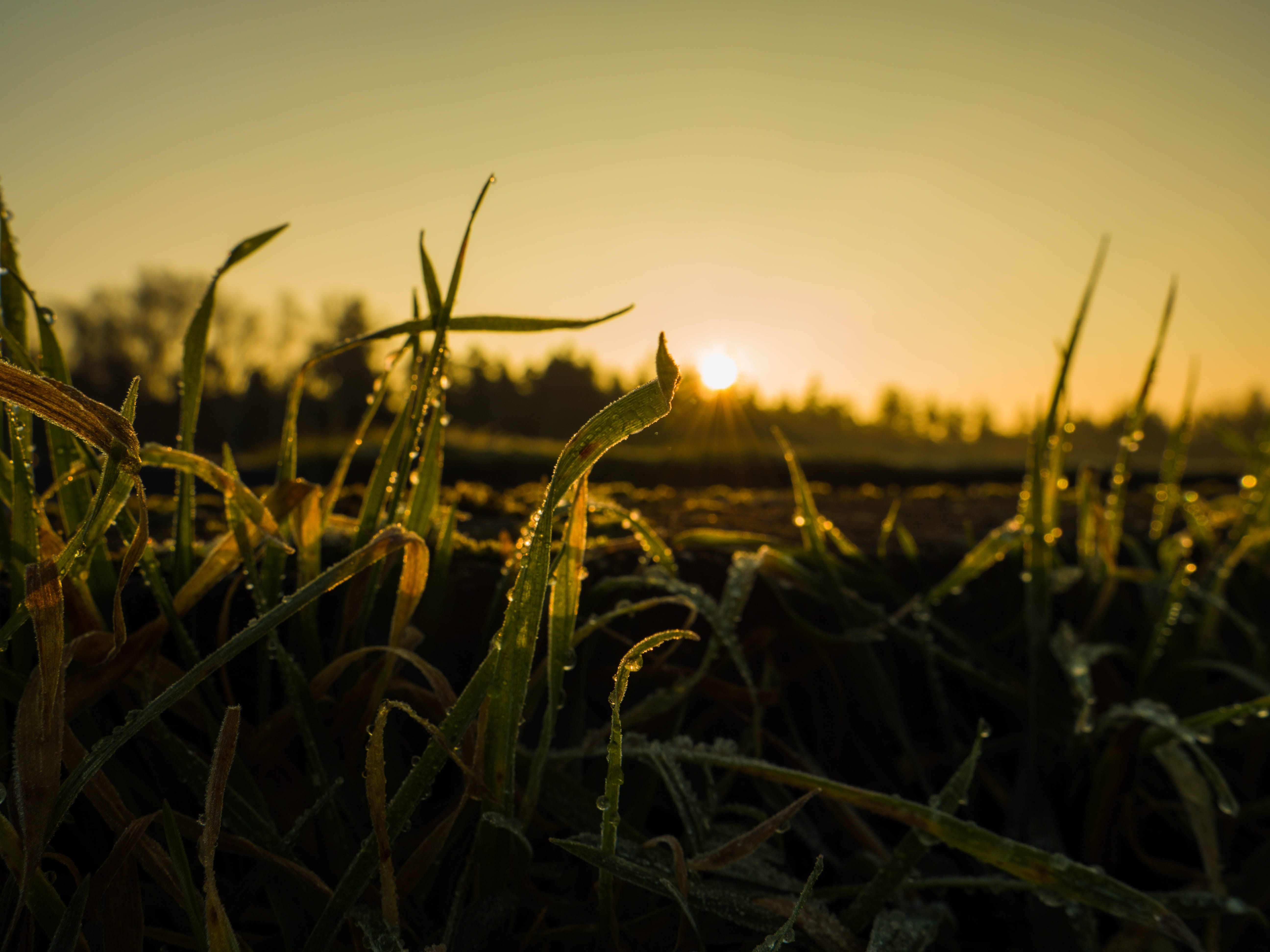 landscape, tranquility, backlighting, brine, forest, winter, outdoors, tranquil scene, farm, growth, sunset, morgenstimmung, sunrise, rural scene, cold, HD Wallpaper