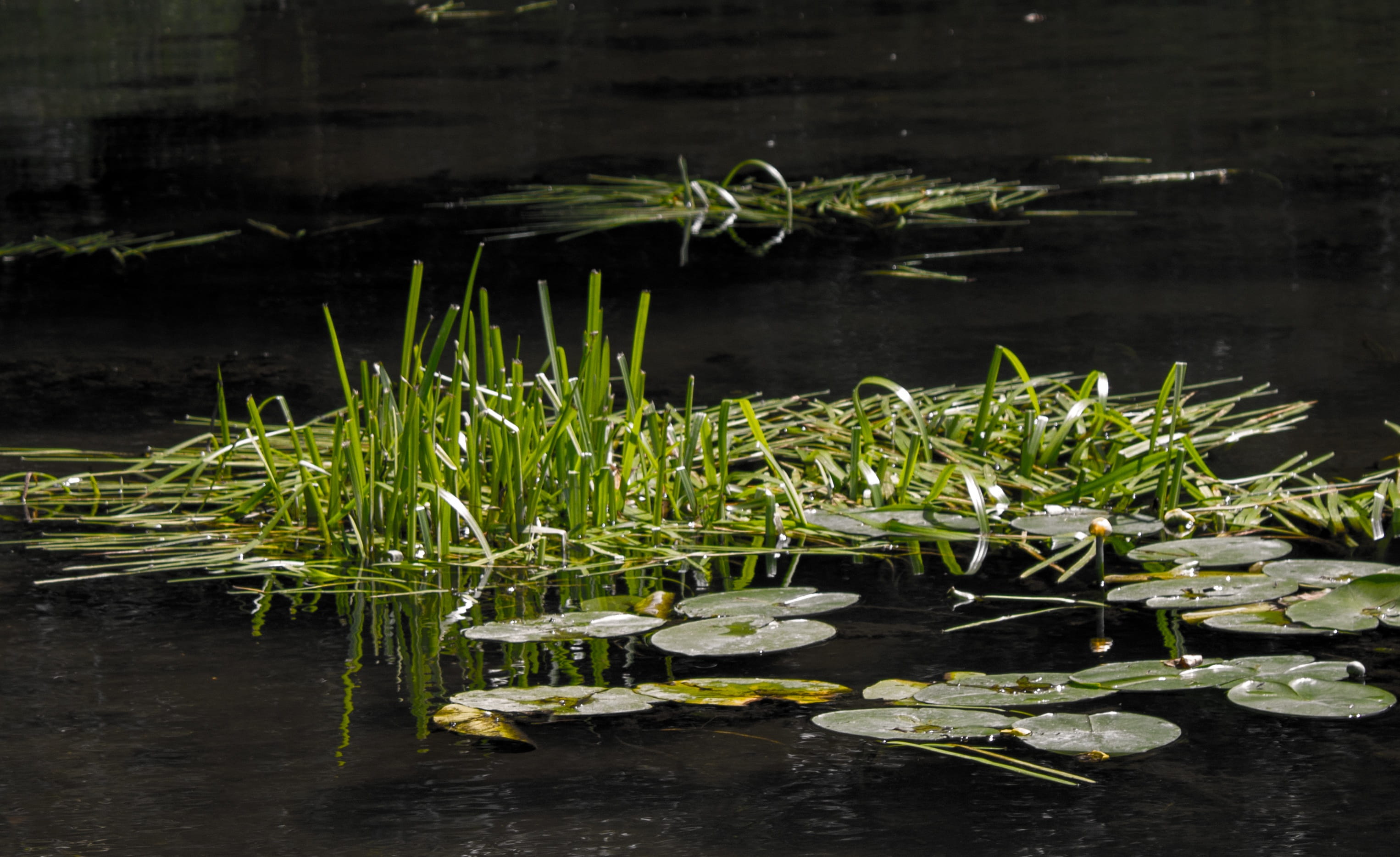 reed, aquatic plant, leaf, waterfront, plant part, wilderness, lotus water lily, beauty in nature, reflection, lake, river, floating on water, beautiful, HD Wallpaper