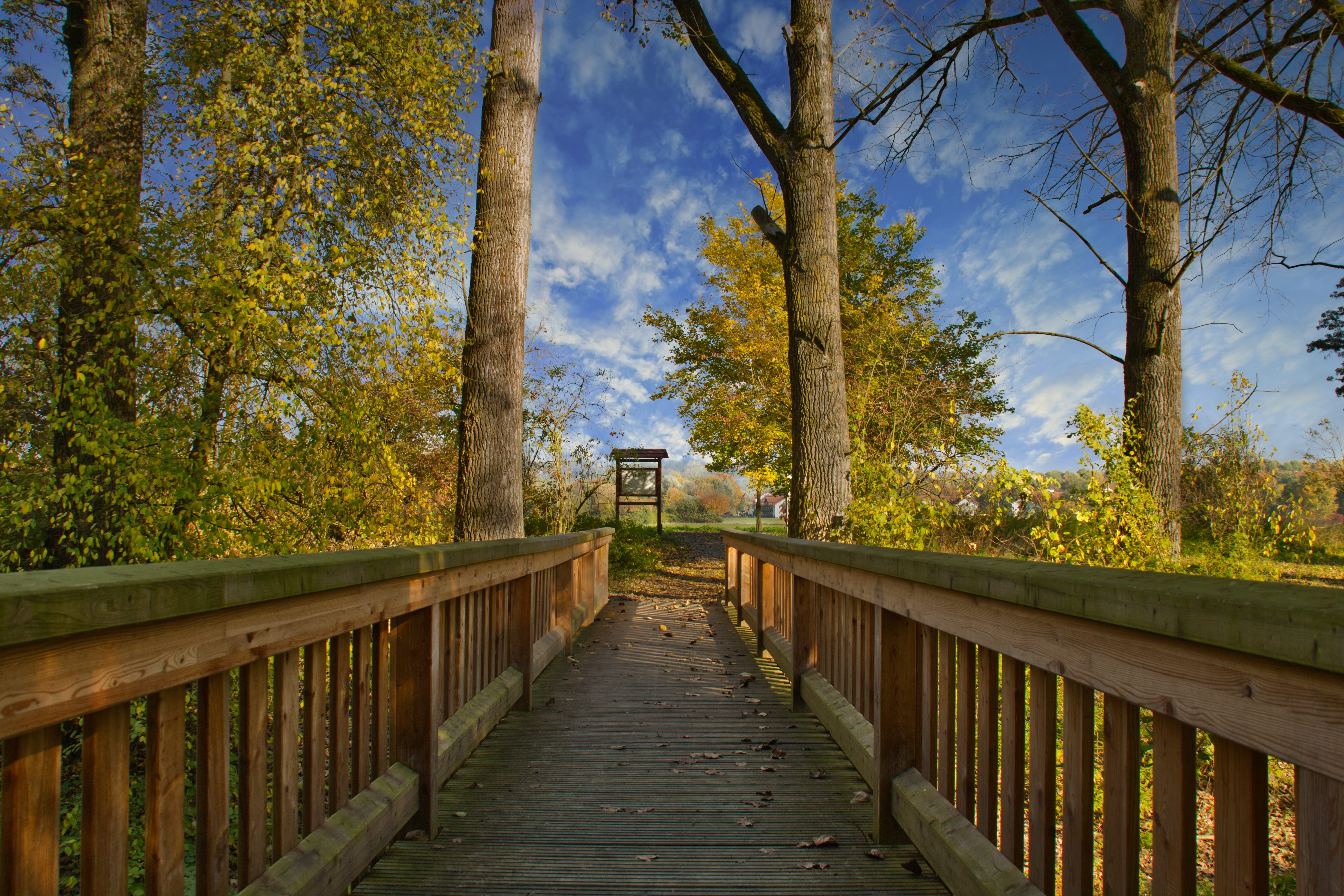 beauty in nature, built structure, bridge, growth, trees, footbridge, panorama, mystical, sky, autumn, leaves, non-urban scene, the way forward, tranquility, HD Wallpaper
