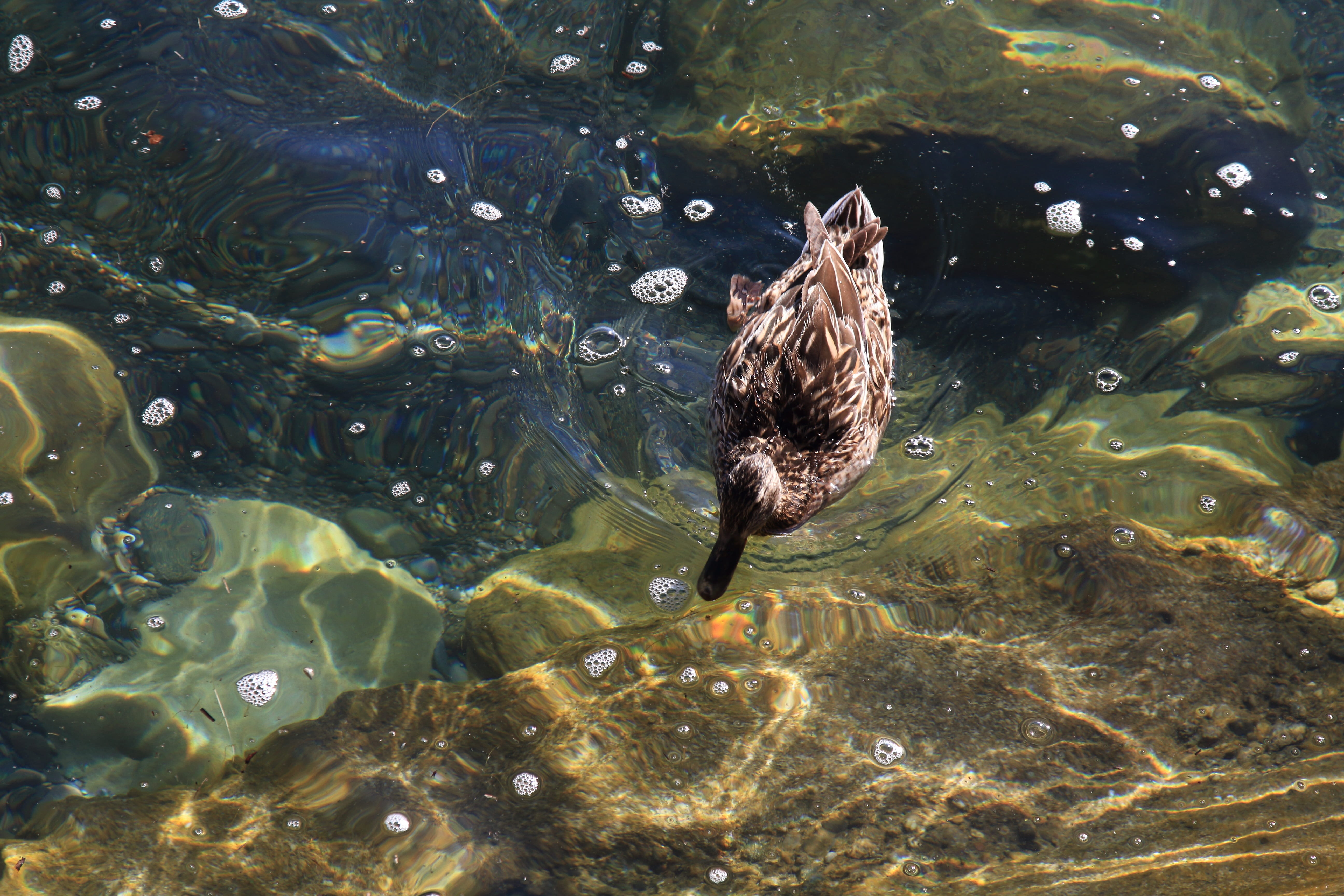 sea, vertebrate, lake, animal wildlife, water bird, high angle view, 5K, mallard, birds, duck, plumage, animal world, day, bird, animals in the wild, underwater, HD Wallpaper