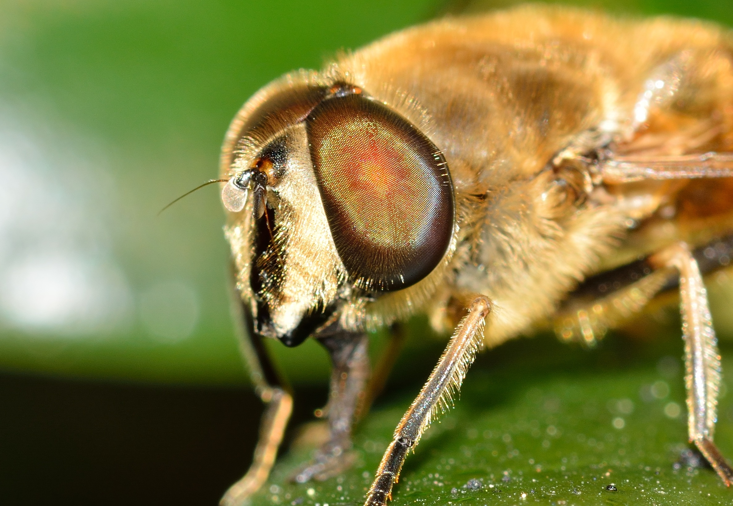 bee, invertebrate, insect, animals in the wild, beauty in nature, no people, nature, outdoors, focus on foreground, animal, macro, plant, eristalis, animal themes, HD Wallpaper
