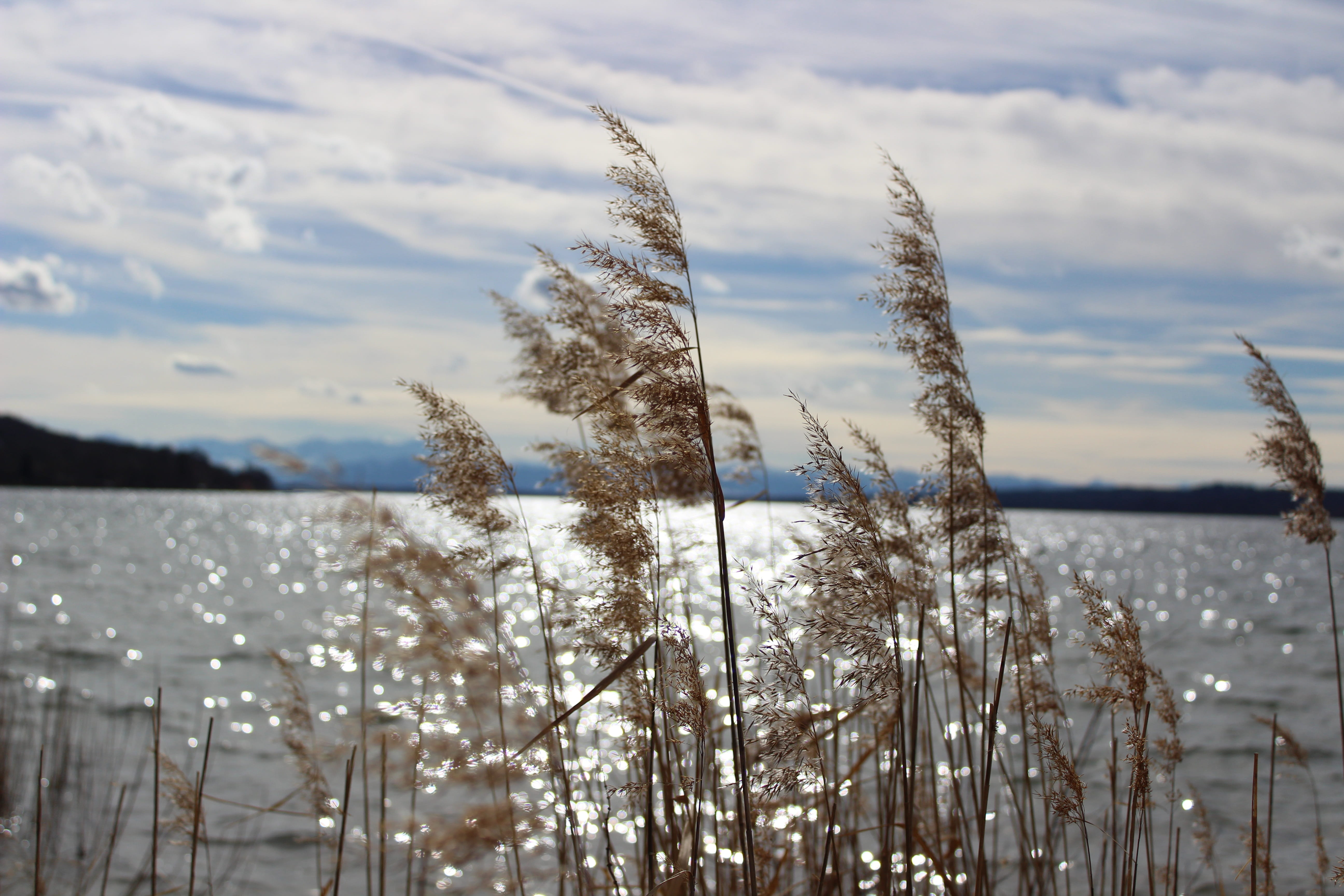 growth, summer, tranquility, frozen, panorama, 5K, peaceful, landscape, stalk, outdoors, water, brine, focus on foreground, snow, reed, beauty in nature, HD Wallpaper