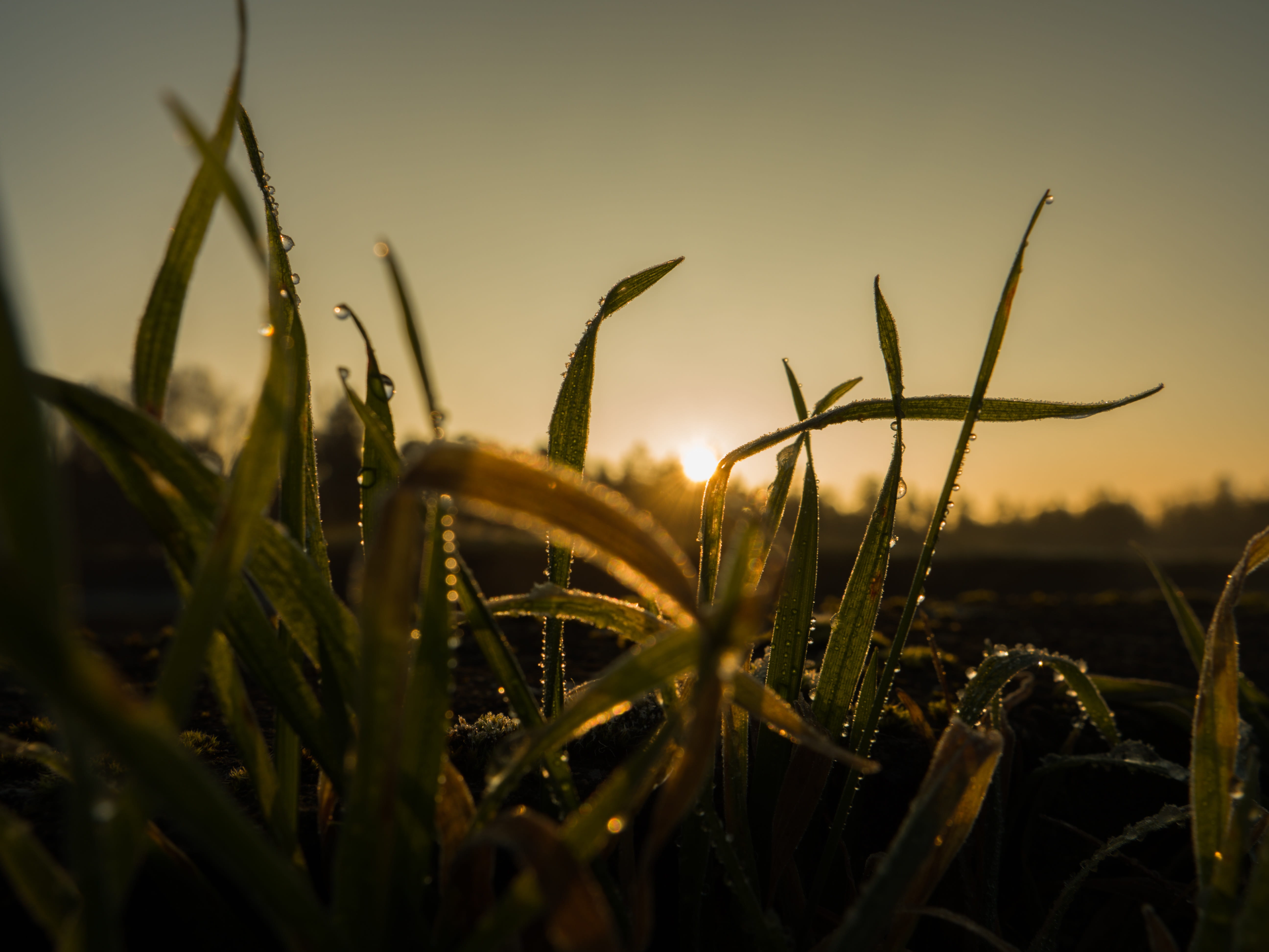 close-up, sky, morning sun, field, tranquility, winter, fog, sunrise, dew, land, nature, sunset, morning, blade of grass, focus on foreground, brine, morgenstimmung, HD Wallpaper