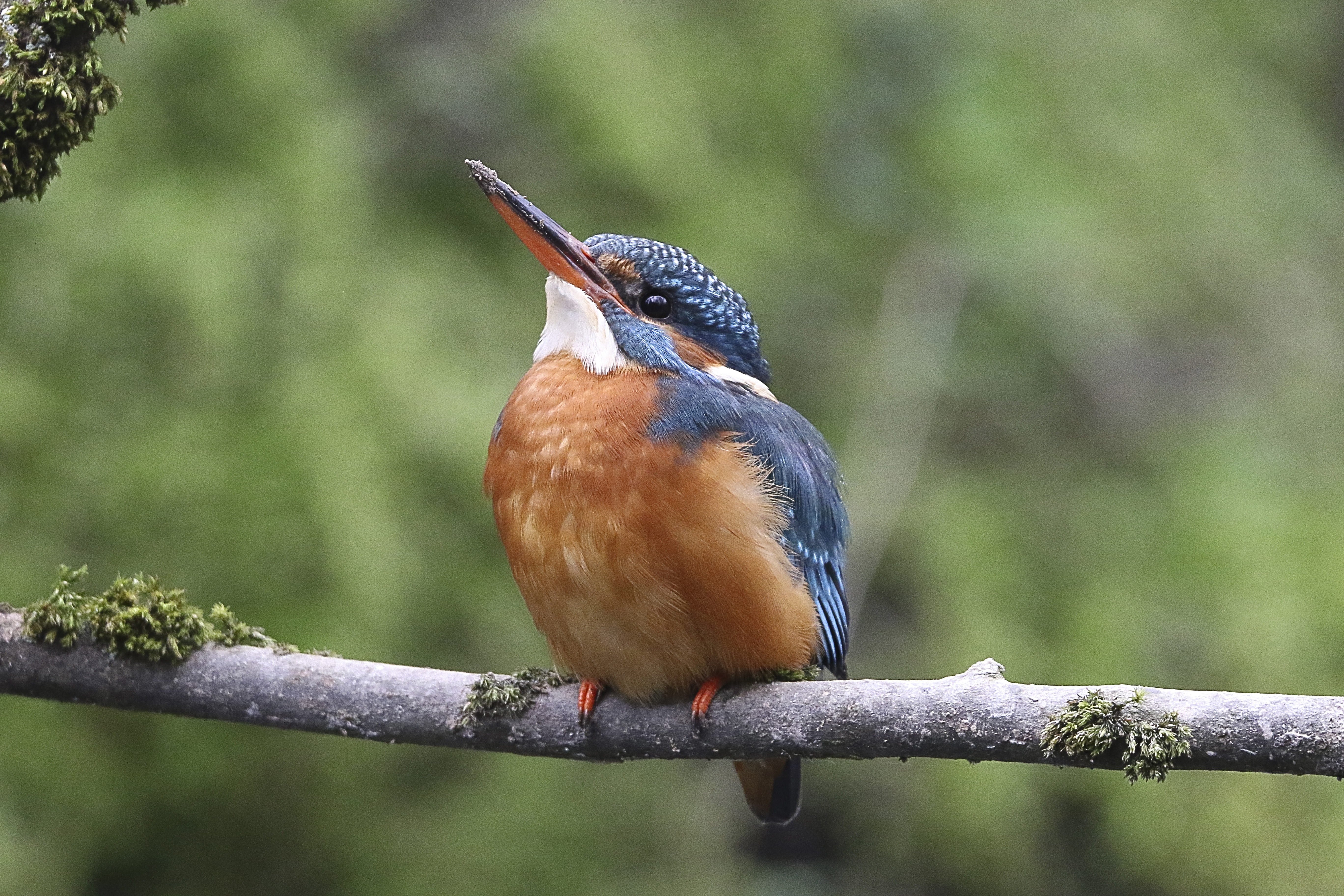 bird, day, vertebrate, tree, wildlife photography, beautiful, full length, shock divers, rainforest, animal themes, focus on foreground, 5K, bill, kingfisher, HD Wallpaper