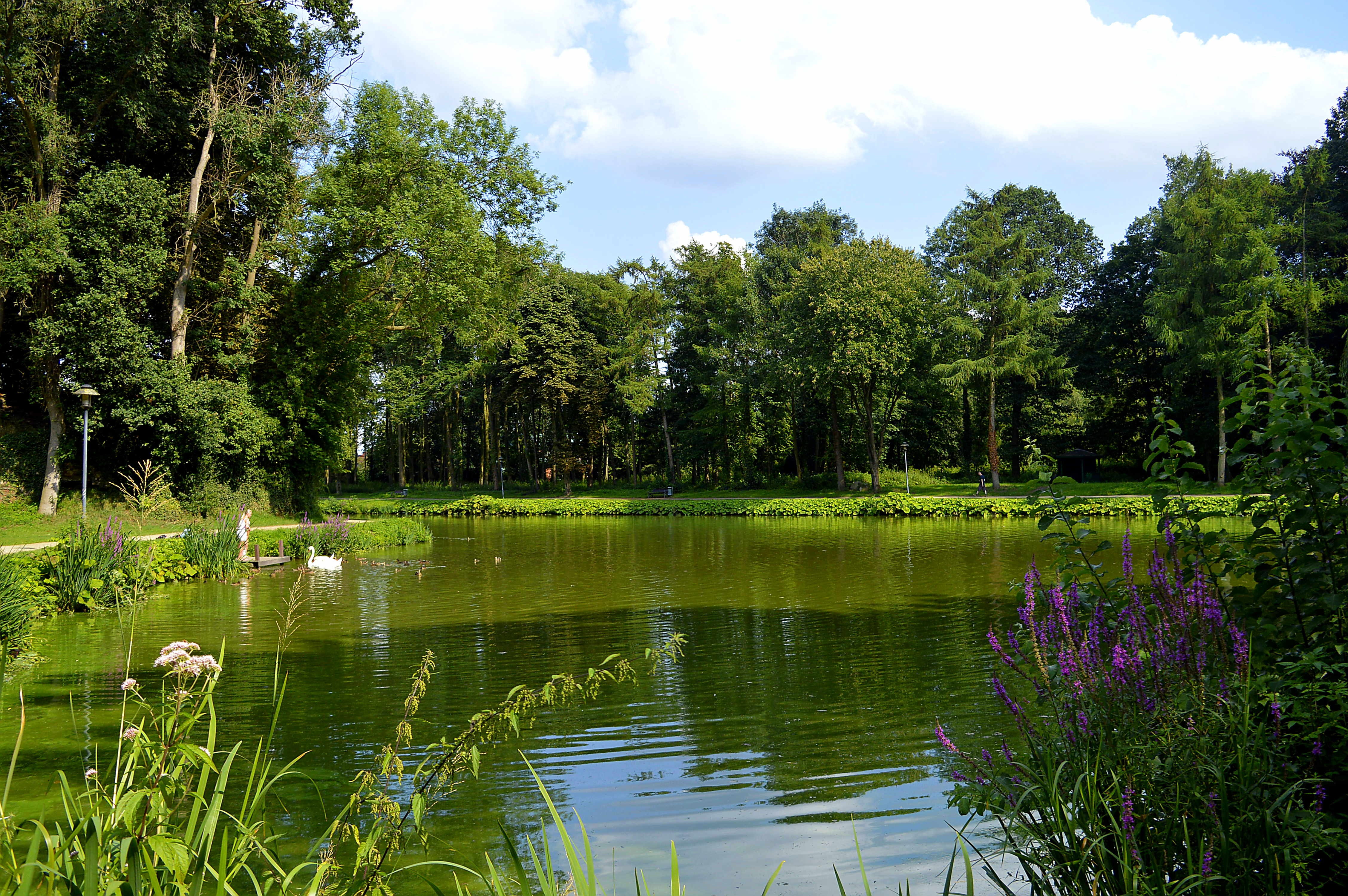 pond, green, cloud - sky, leaves, wild plant, romantic, plant, feather, bird, 4K, nature, grass, sky, mood, lake, no people, scenics - nature, growth, HD Wallpaper