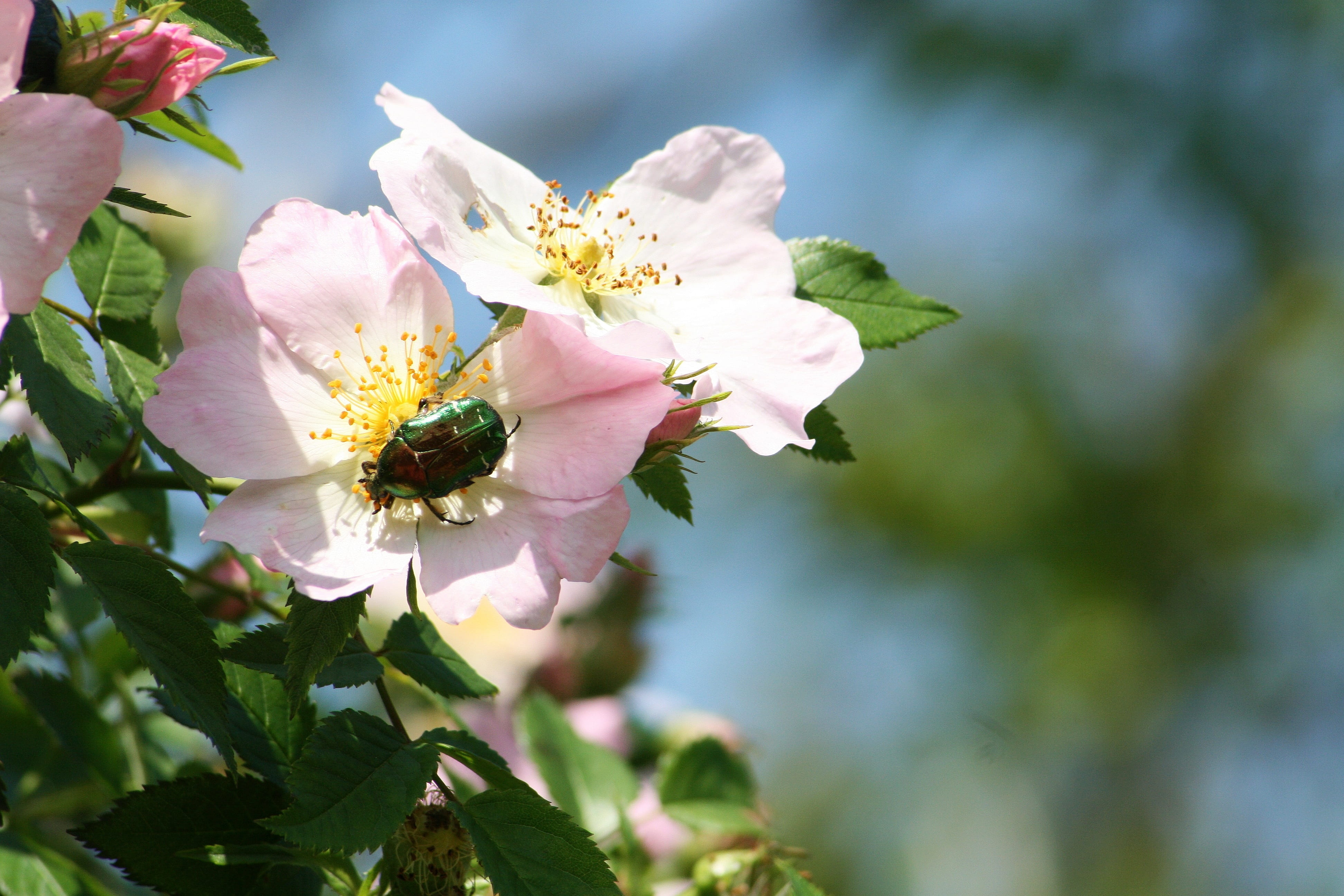 bee, blooms at, flowers, bumblebee, beauty in nature, focus on foreground, invertebrate, plant, bloom, animals in the wild, vulnerability, outdoors, pollen, HD Wallpaper
