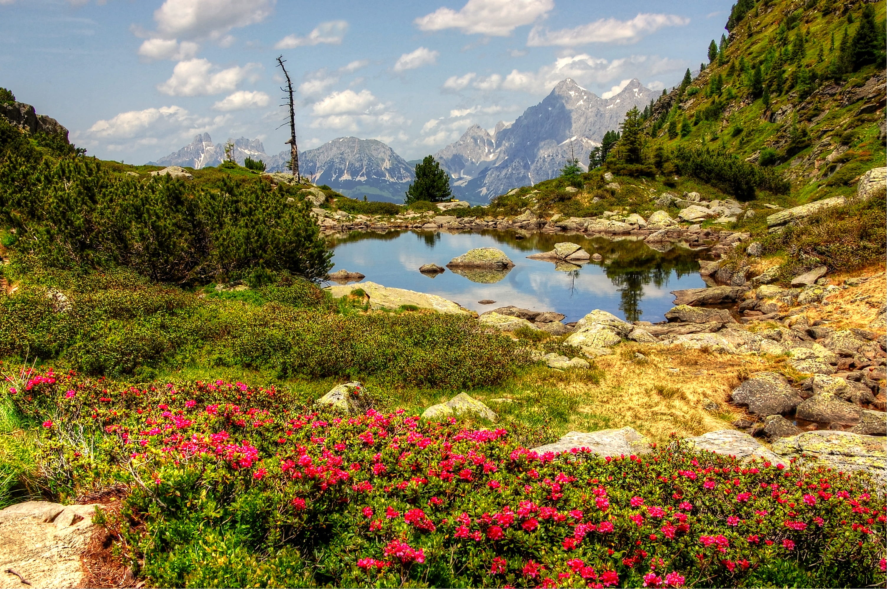 tranquility, outdoors, clouds, growth, austria, bergsee, non-urban scene, tree, gasselsee, scenics - nature, scenic, hike, nature, cloud - sky, flowering plant, HD Wallpaper