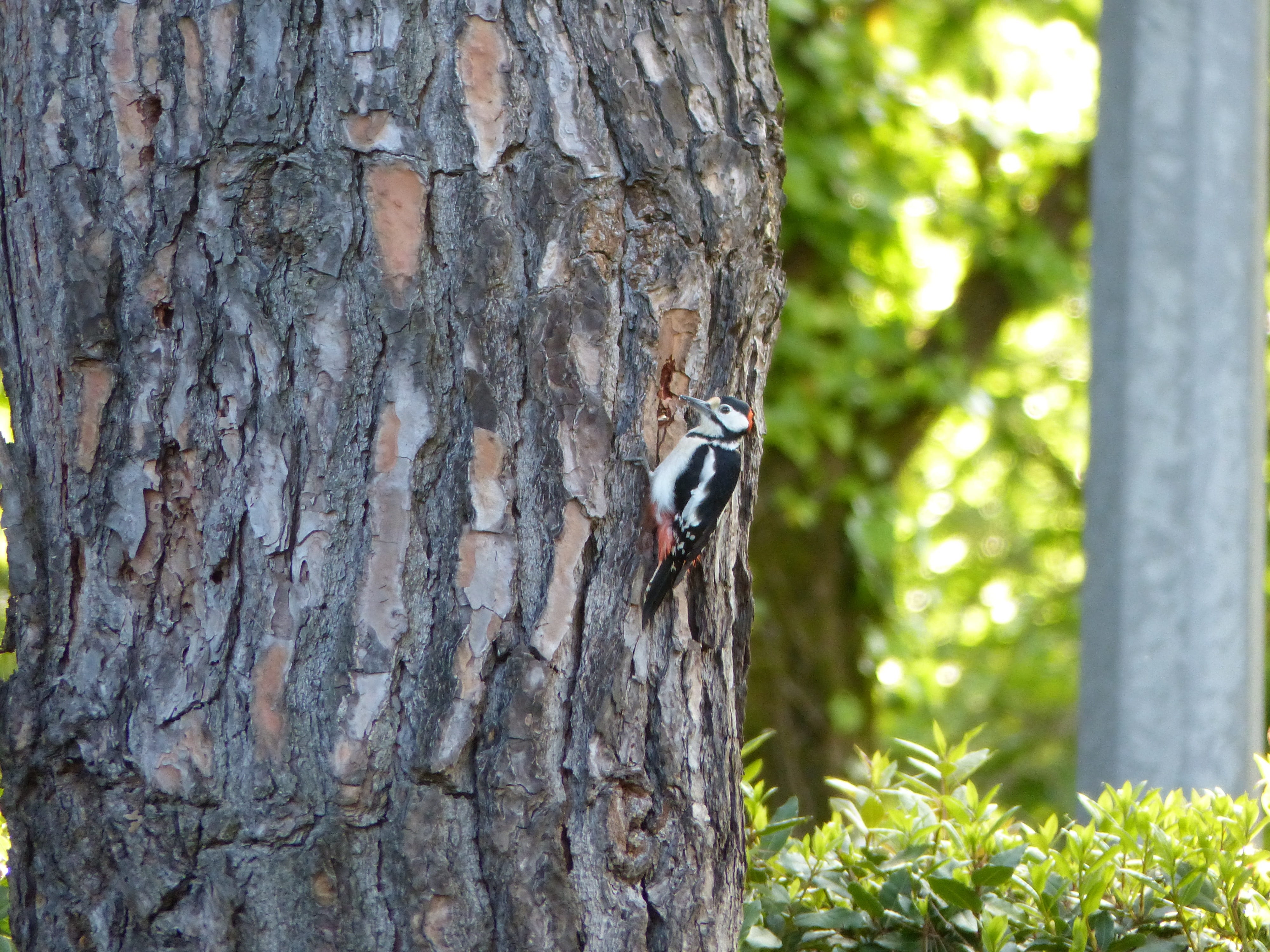tree, textured, trunk, 4K, animal themes, outdoors, one animal, invertebrate, woodpecker, animals in the wild, nature, animal, plant, no people, insect, HD Wallpaper