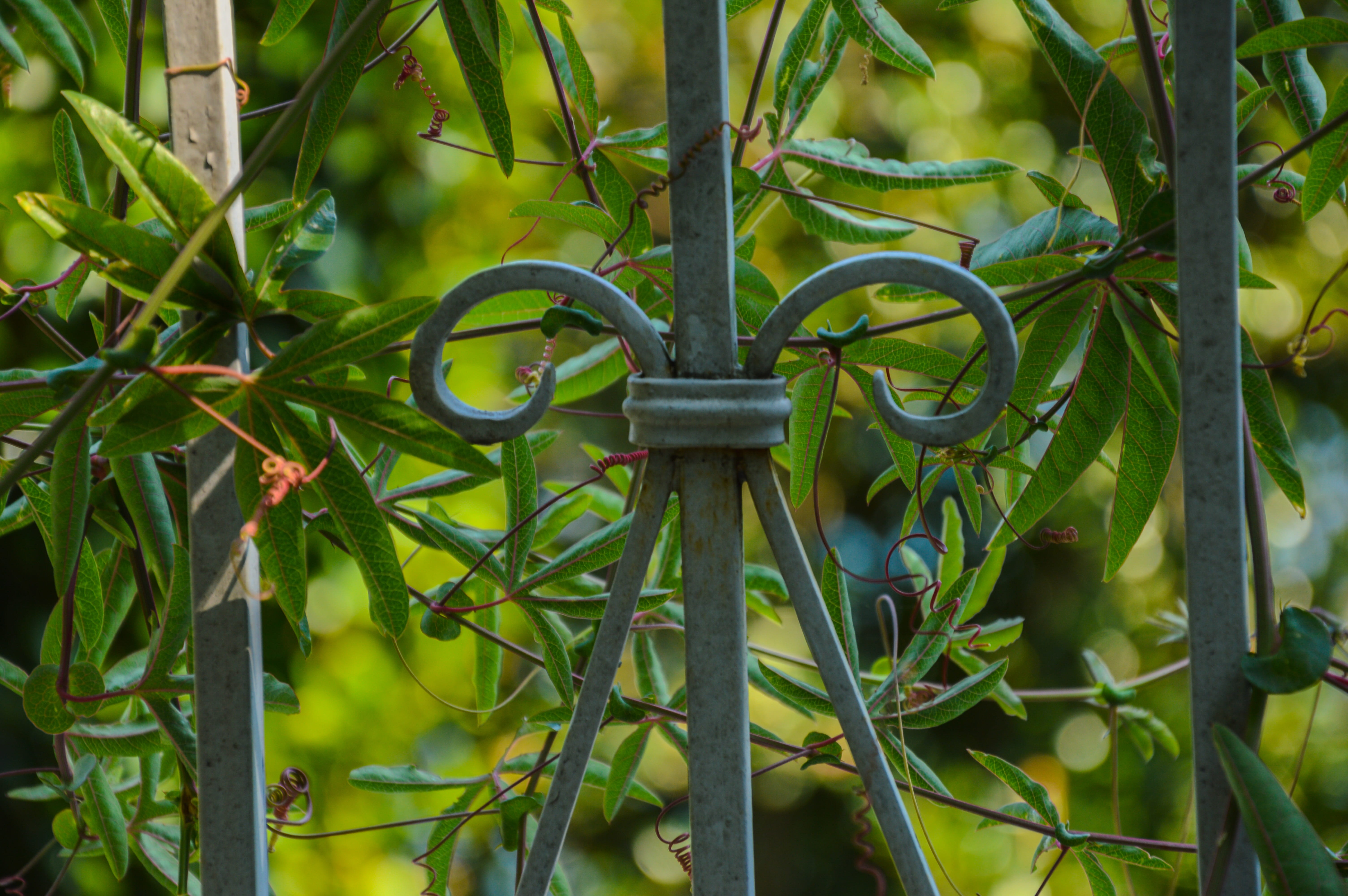 house entrance, metal, old gate, protection, selective focus, front door, intake, portal, food and drink, outdoors, green, close-up, focus on foreground, HD Wallpaper