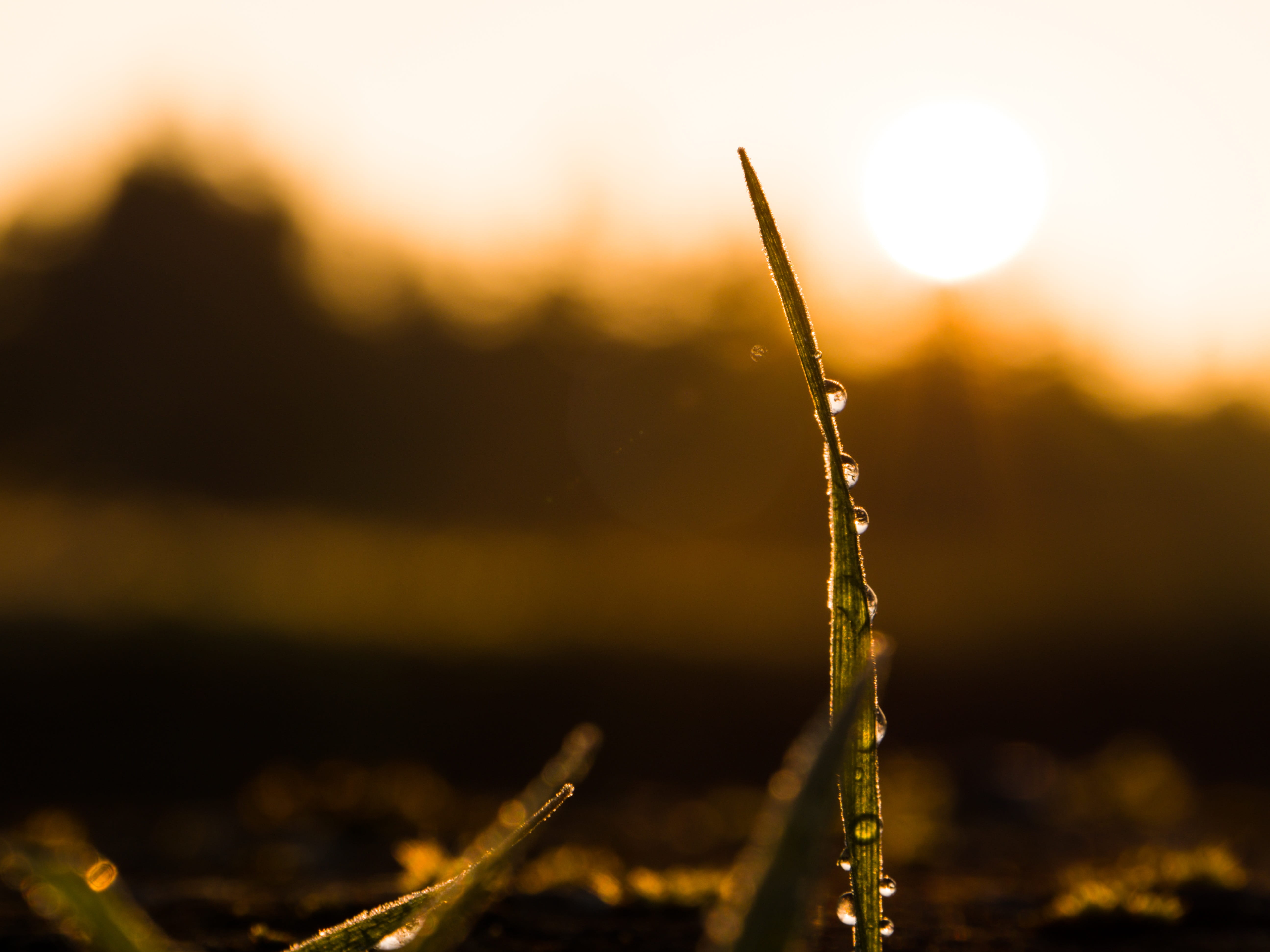 atmosphere, tranquility, outdoors, nature, no people, sky, forest, fog, close-up, winter, wet, morning mist, backlighting, morgenstimmung, blade of grass, HD Wallpaper