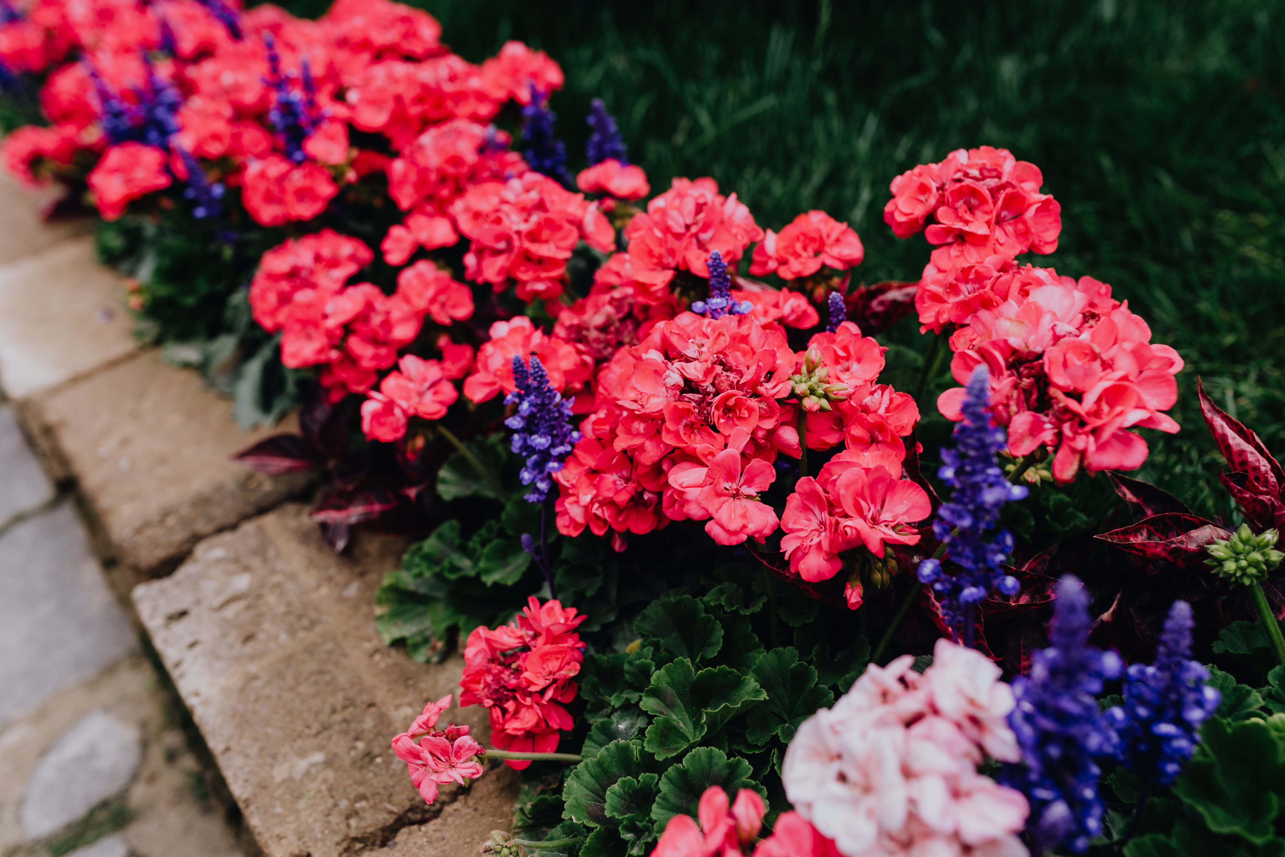 pink color, bunch of flowers, castelfranco, nature, flowering plant, market, day, fragility, Italy, florist, flower head, flower arrangement, 4K, blossom, HD Wallpaper
