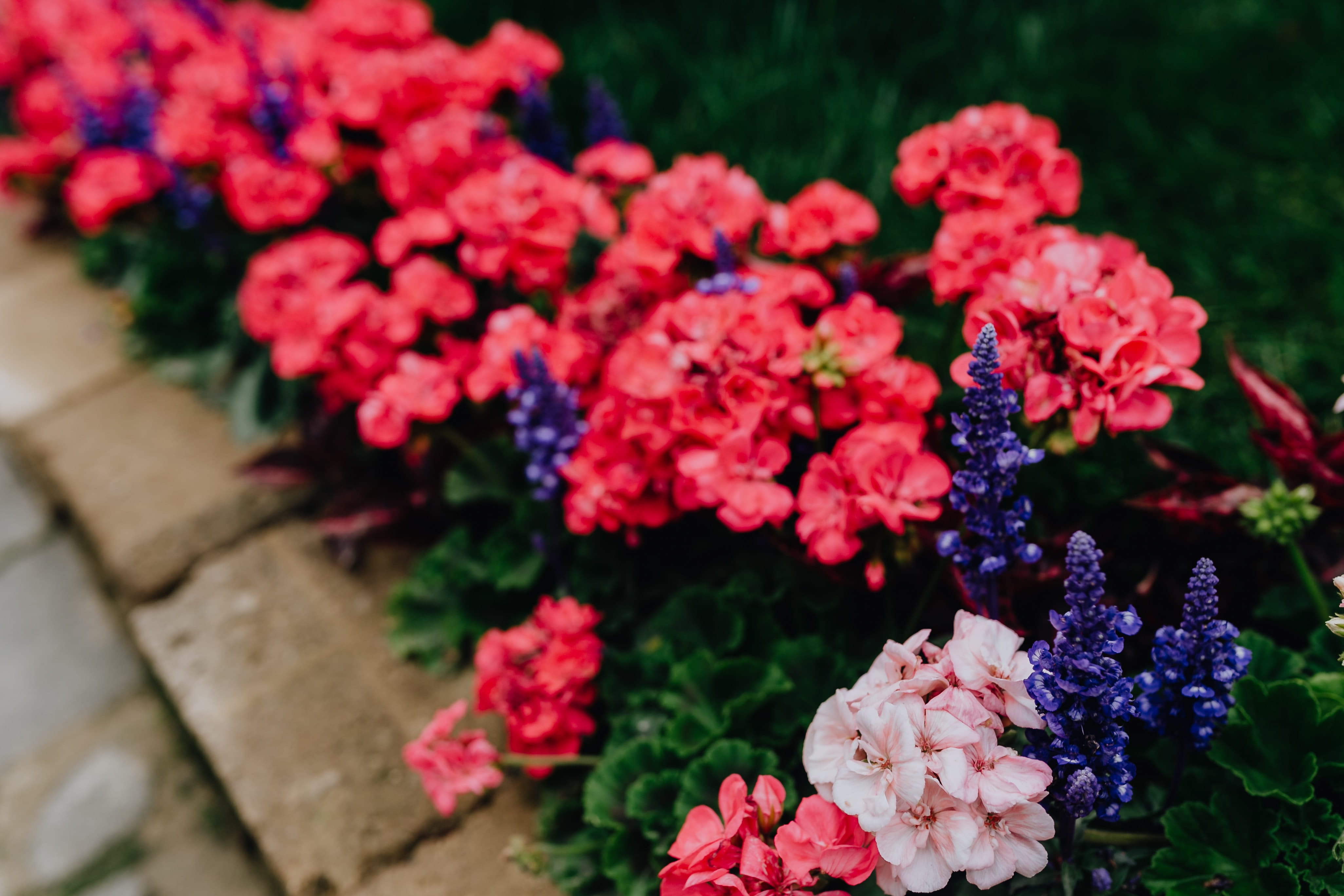 flowering plant, italian, day, high angle view, castelfranco veneto, lantana, selective focus, florist, botany, flower, flower head, fragility, close-up, HD Wallpaper