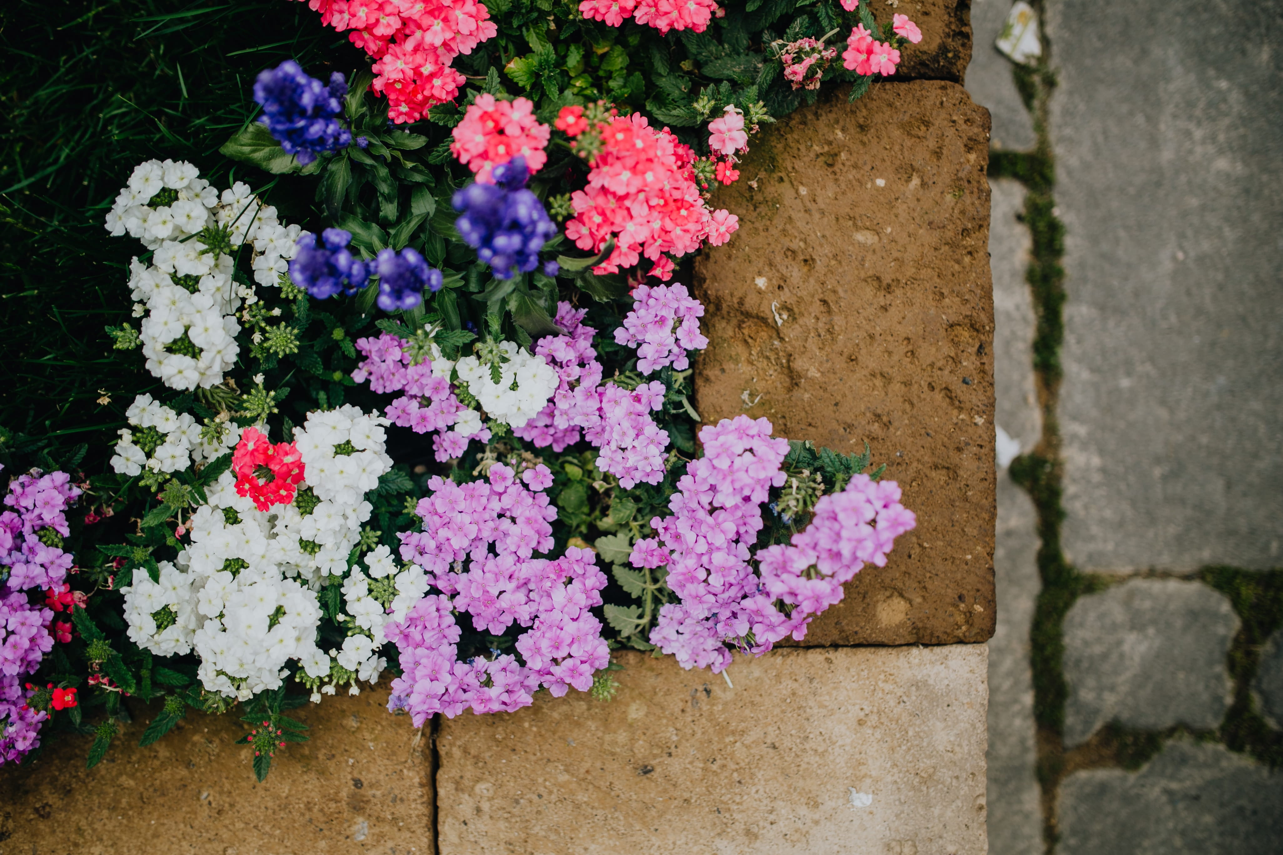 castelfranco, high angle view, flowers, inflorescence, flower arrangement, no people, plant, blossom, florist, castelfranco veneto, purple, flower head, HD Wallpaper