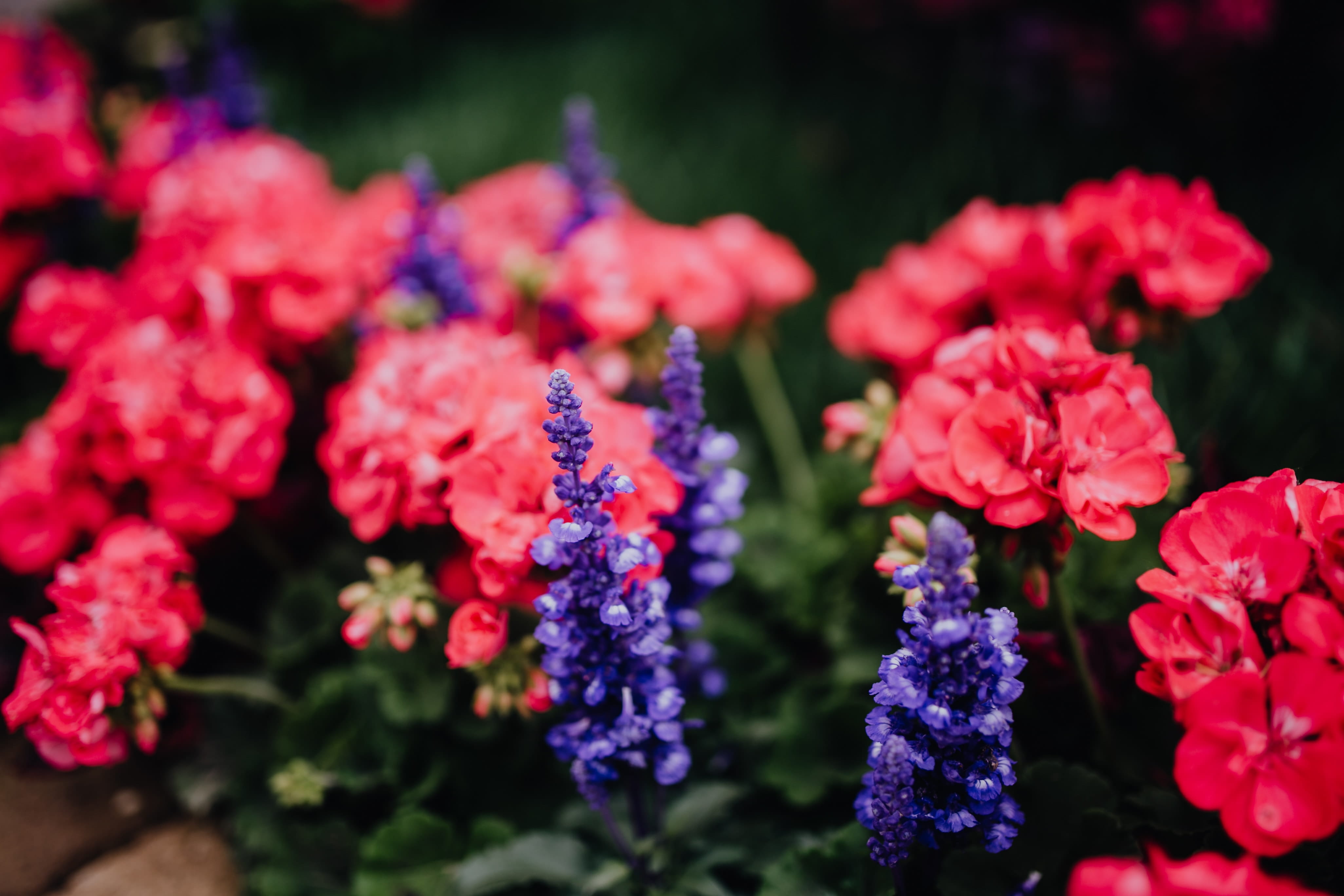 purple, focus on foreground, market, flower head, blooming, shop, beauty in nature, flowerbed, veneto, castelfranco veneto, freshness, pink color, ornamental garden, HD Wallpaper