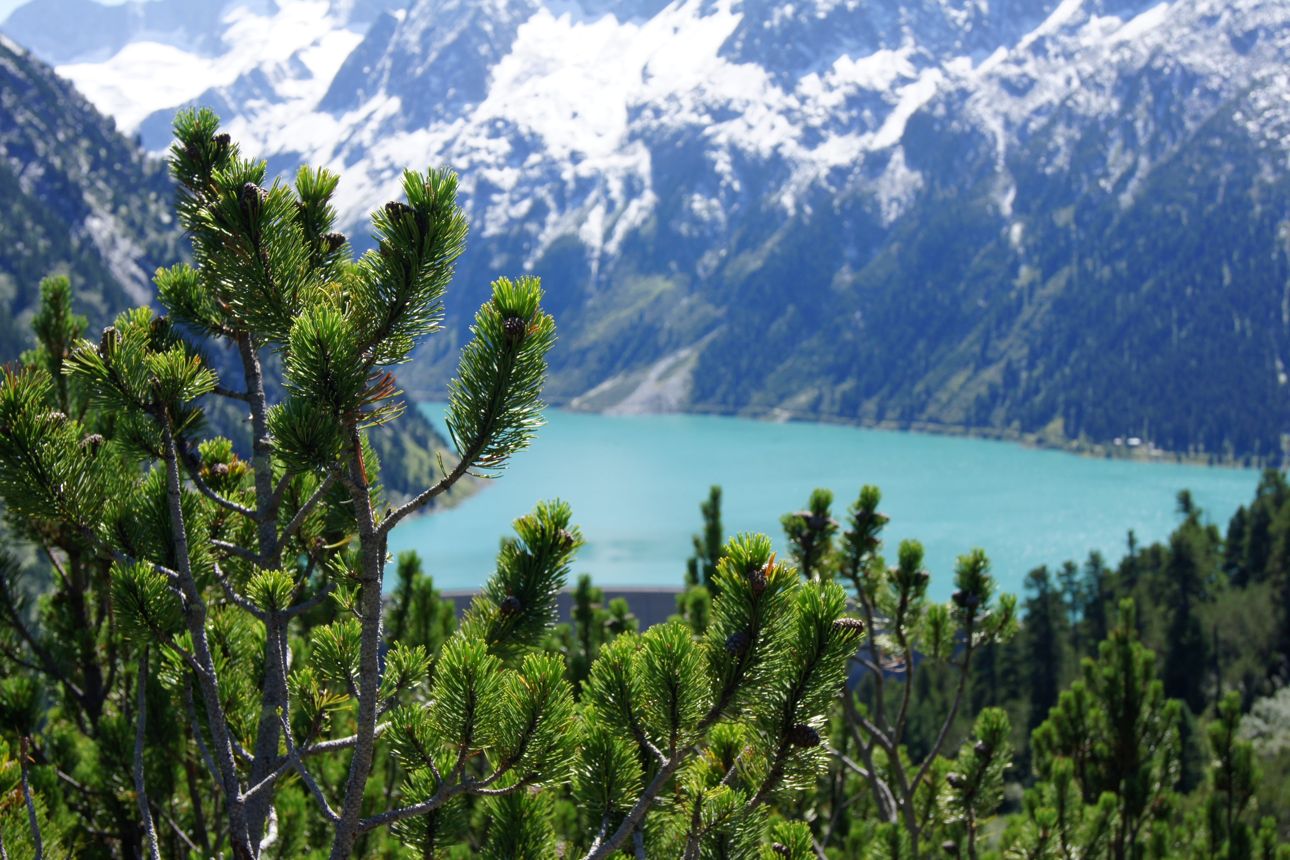 pine tree, summer, mountains, landscape, austria, reservoir, focus on foreground, sea, nature, tranquility, outdoors, water, zillertal, idyllic, growth, HD Wallpaper