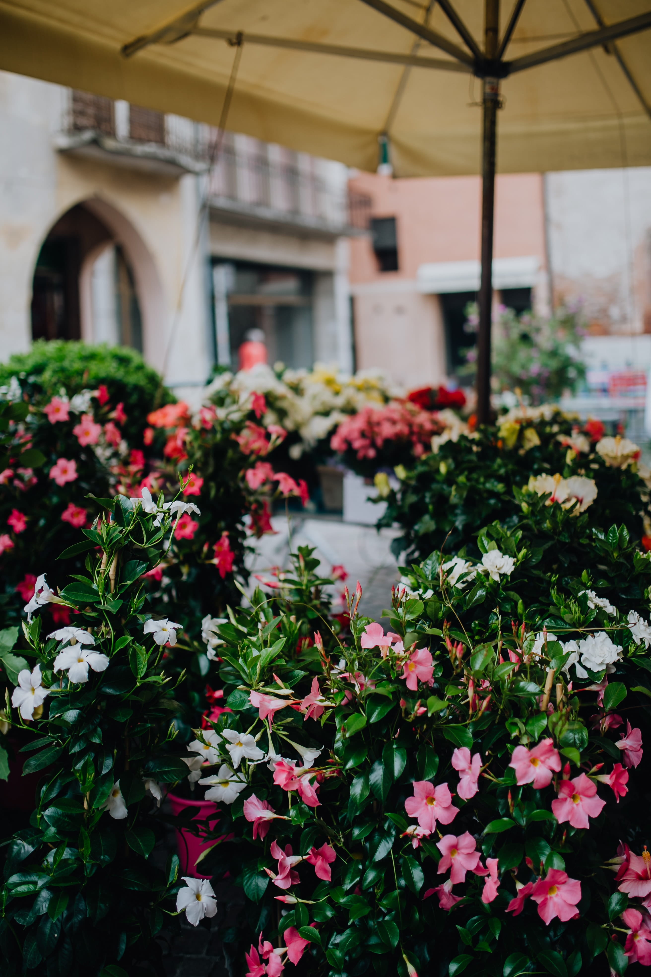 no people, blooming, growth, veneto, flowers, flowering plant, building, plant, shop, 4K, flower pot, day, vulnerability, fragility, flower, flower head, Phone HD Wallpaper