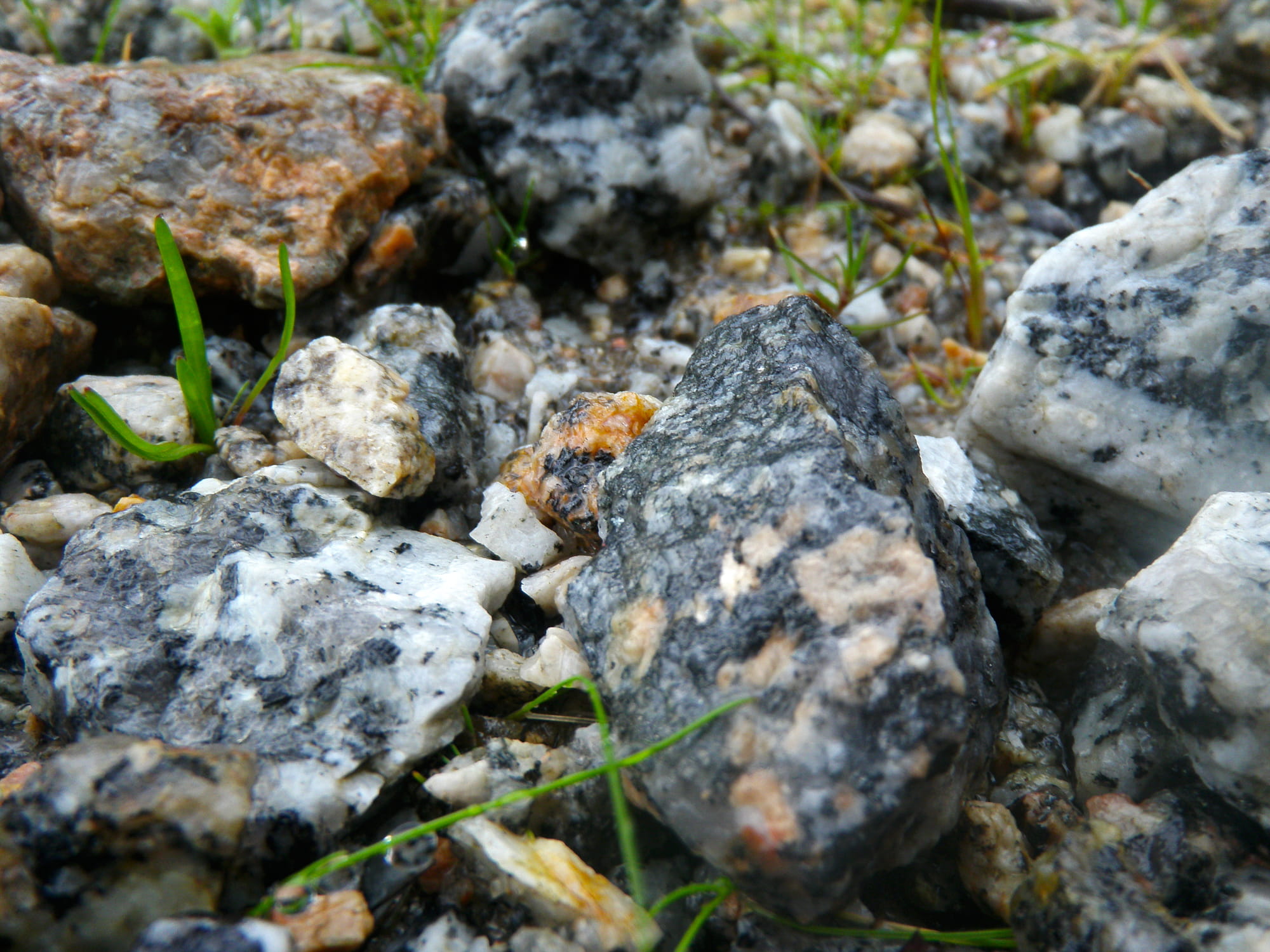 marine, rough, 1080P, outdoors, one animal, animal themes, no people, invertebrate, rock, rock - object, pedras, land, selective focus, stone - object, HD Wallpaper
