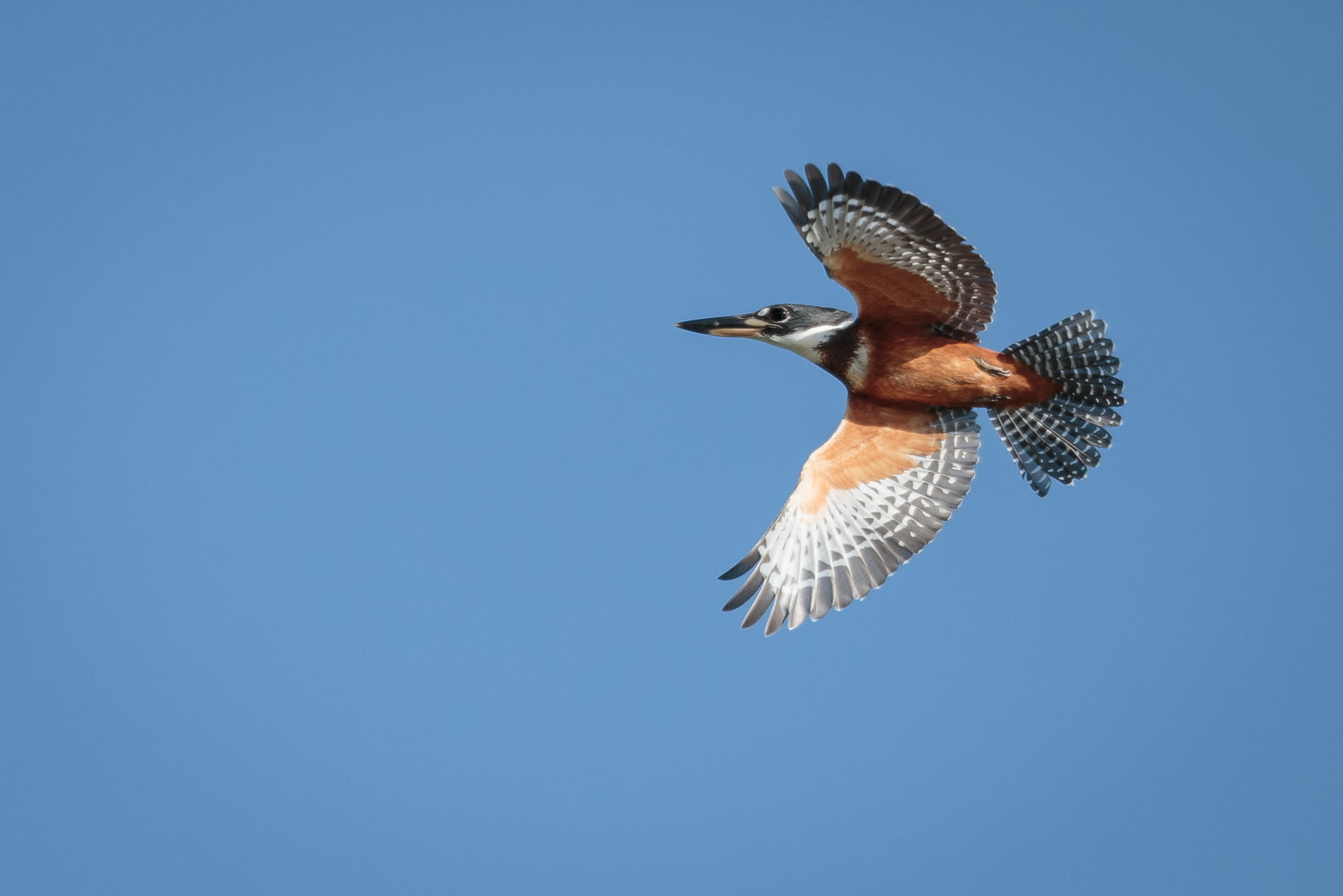brasil, white, pe, goiana, nature, brazil, Panorama, brown, pedra, bird, sky, 720P, animals In The Wild, Expedição, do, br, gray, wildlife, bart, LTDA, HD Wallpaper