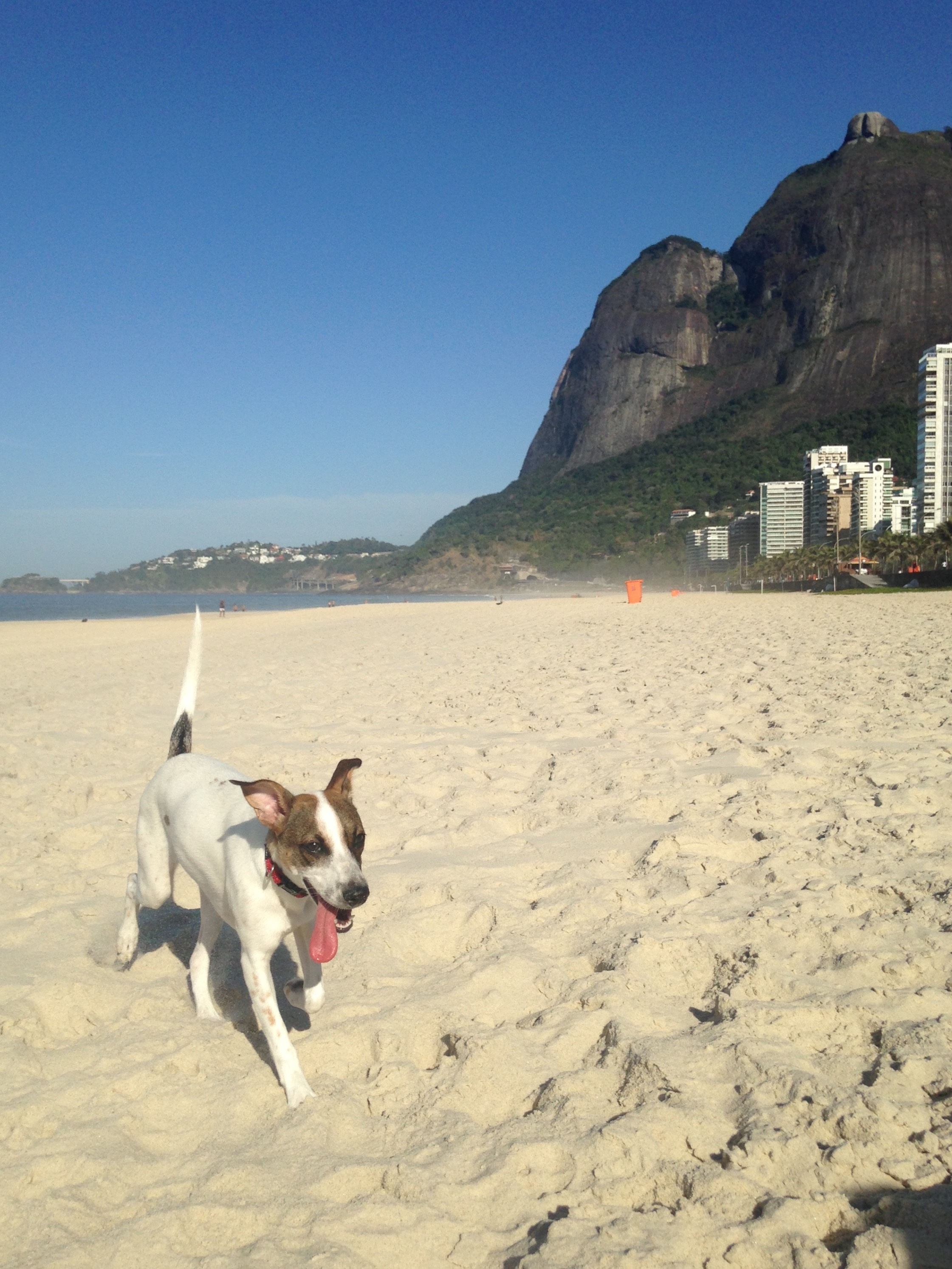 beach, 2K, vertebrate, animal themes, mammal, animal, copy space, day, mar, clear sky, no people, one animal, domestic animals, canine, pedra da gavea, Phone HD Wallpaper