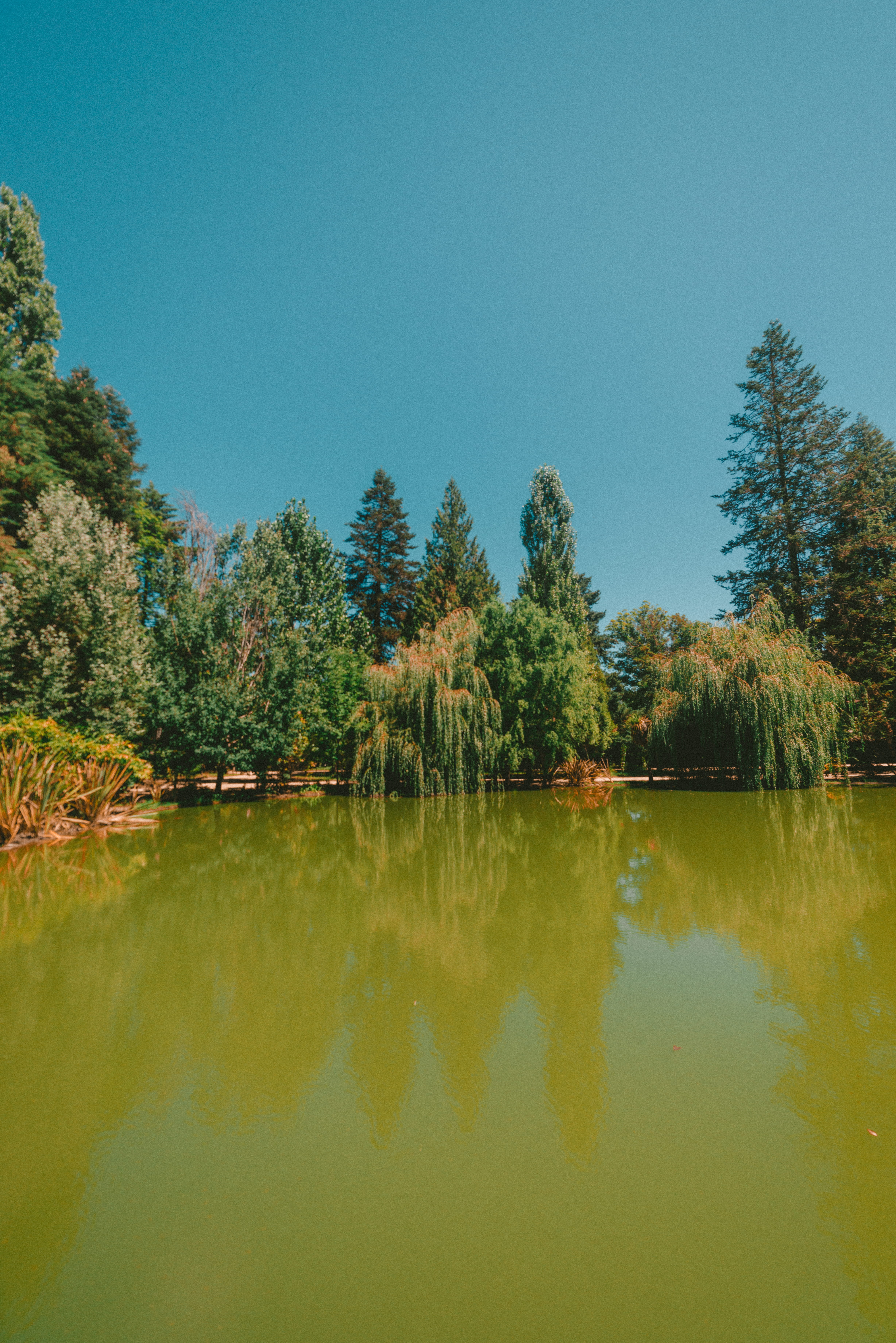 outdoors, portugal, nature, beauty in nature, tree, waterfront, lake, pedras salgadas spa and nature park, growth, green color, tranquility, copy space, Phone HD Wallpaper