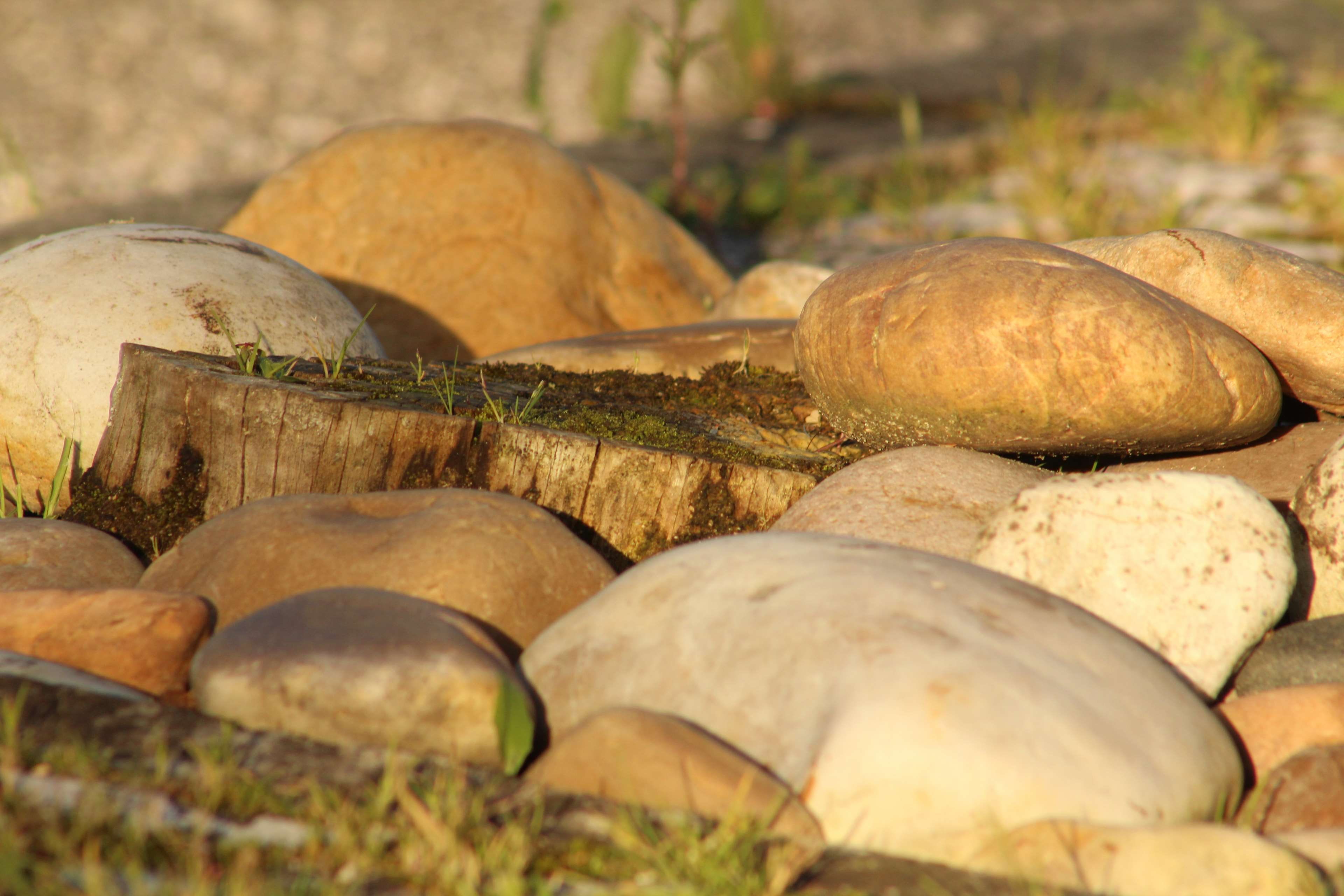 no people, forest, close-up, freshness, nature, group of objects, food and drink, pedras, stack, log, pedra, wood, tree, outdoors, desflorestaco, healthy eating, HD Wallpaper