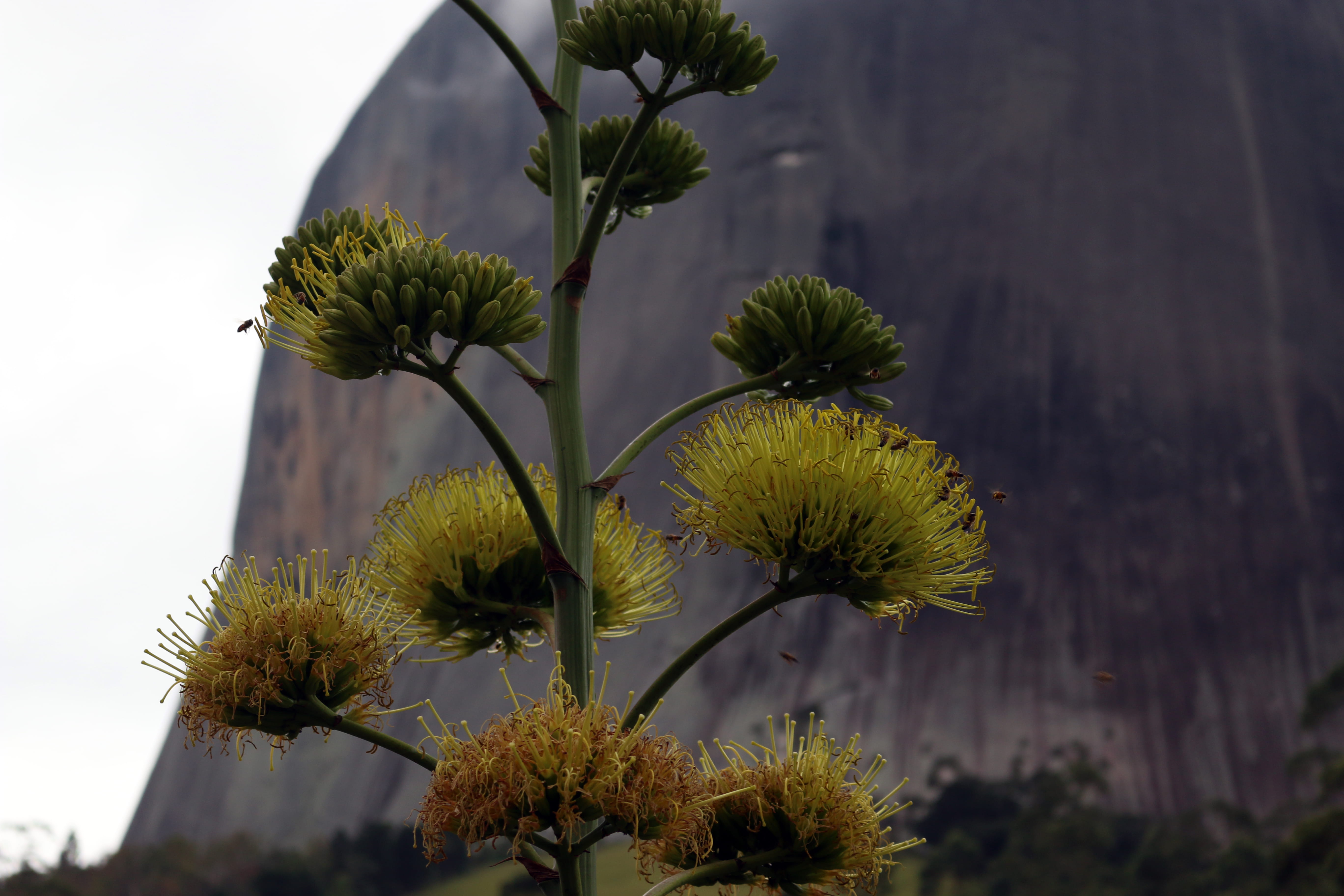 beauty in nature, parque estadual pedra azul, fragility, landscape, inflorescence, flower head, no people, plant, vulnerability, day, focus on foreground, HD Wallpaper