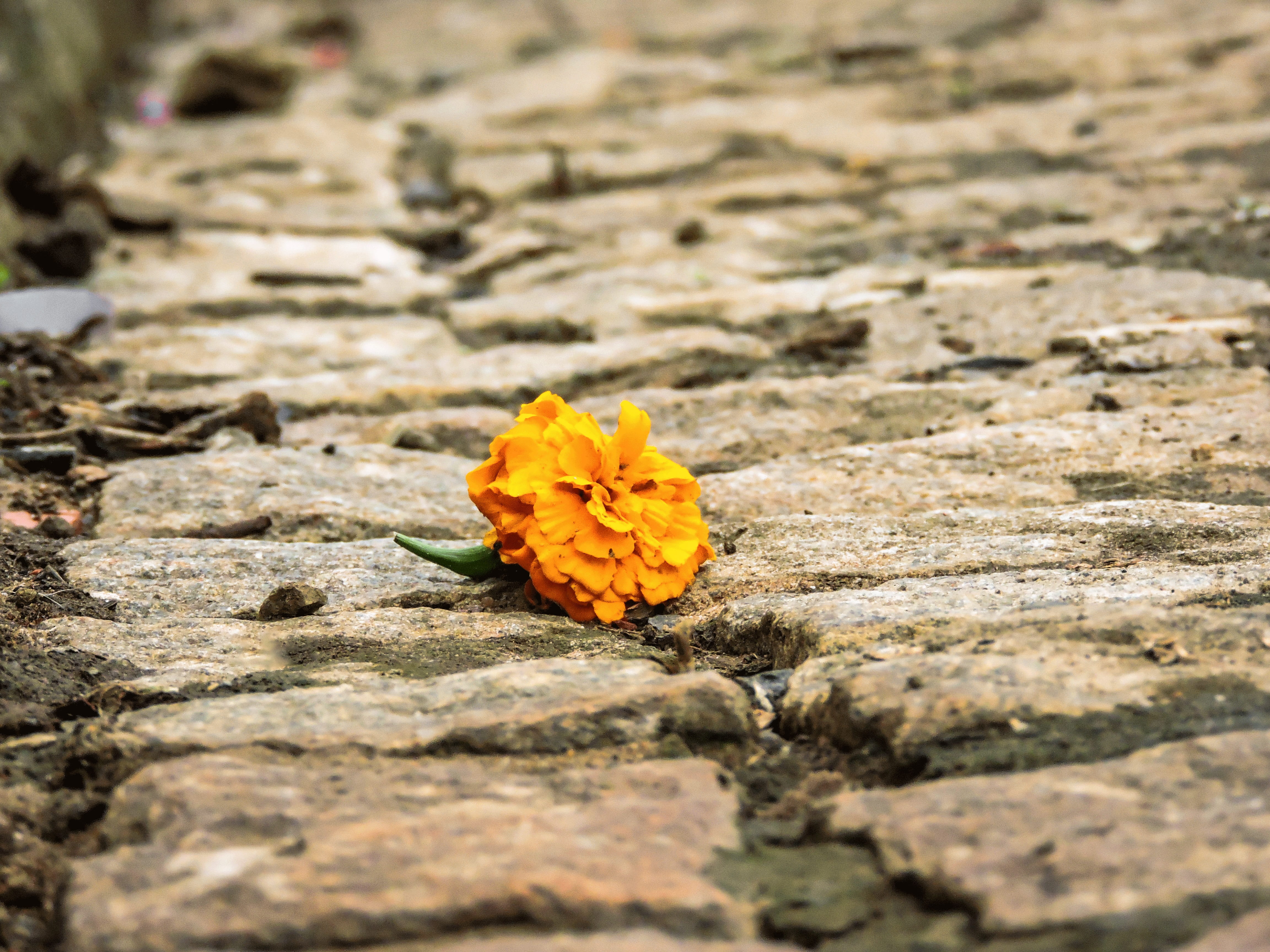 flowering plant, flor, inflorescence, rock - object, chão, day, selective focus, flower head, 4K, pedra, nature, vulnerability, una, street, flower, vida, HD Wallpaper