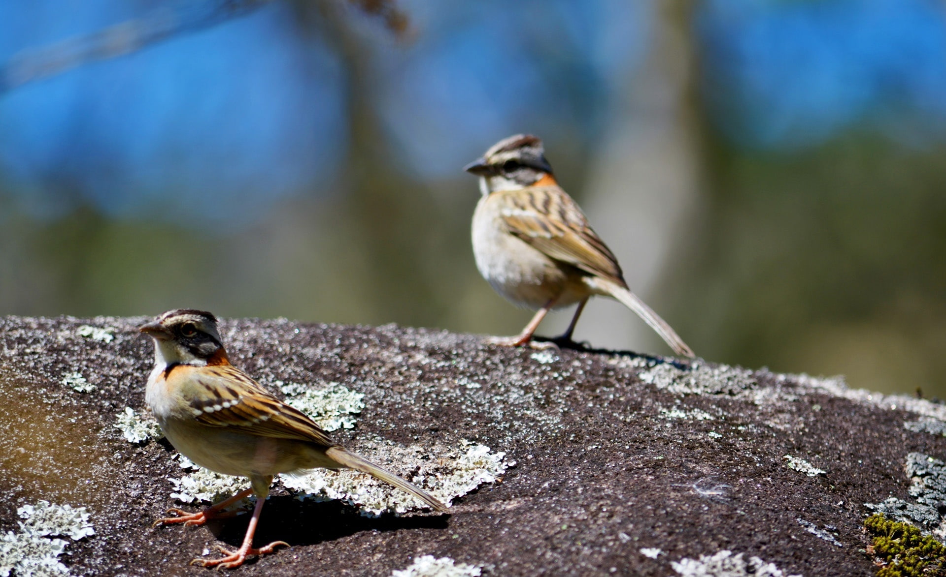young animal, bird, vida, life, songbird, animal wildlife, nature, Birds, vertebrate, solid, animals in the wild, 1080P, sparrow, zonotrichia, capensis, HD Wallpaper