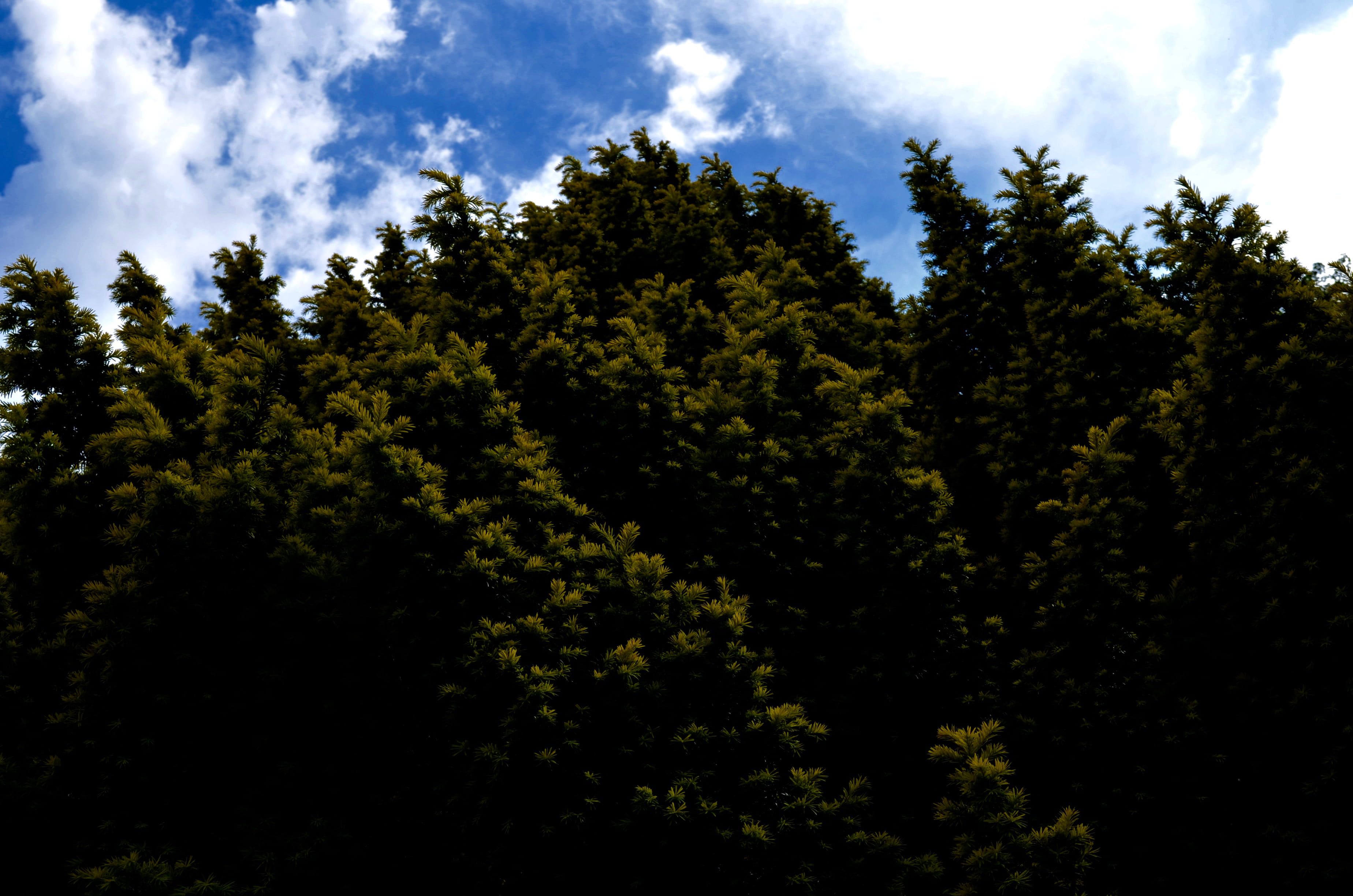 low angle view, serene, trees, nature, tree, sunlight, portugal, sky, cloud - sky, fir, beauty in nature, green, no people, castelo dos mouros, land, outdoors, HD Wallpaper