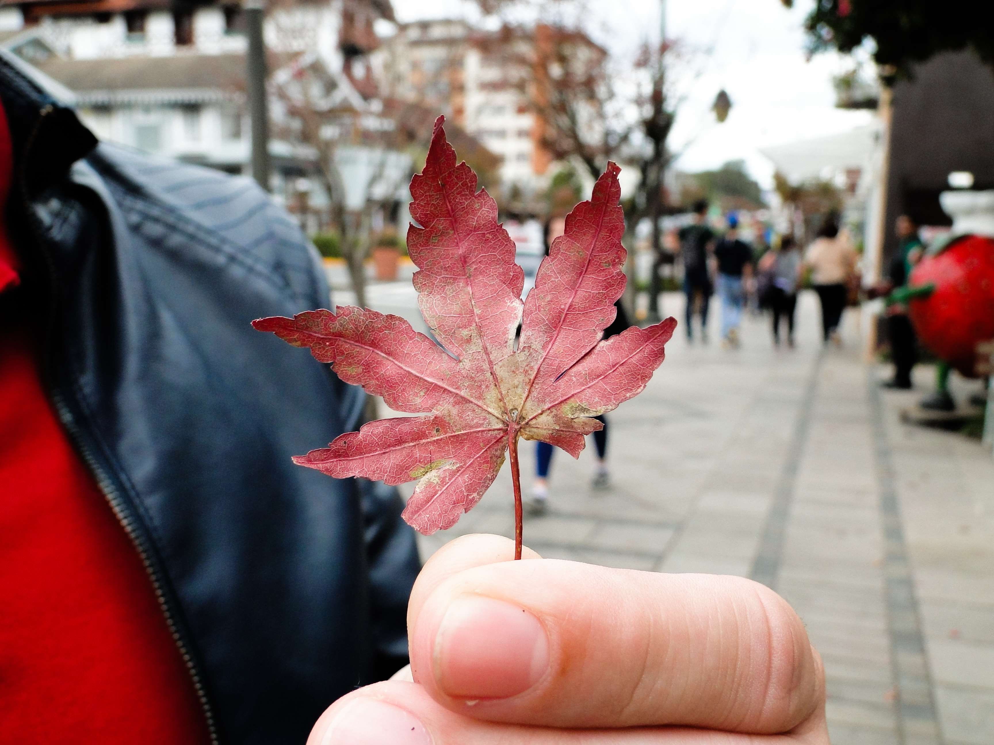 plant part, hand, body part, holding, close-up, focus on foreground, rio grande do sul, leaf, finger, human finger, unrecognizable person, maple leaf, autumn, HD Wallpaper