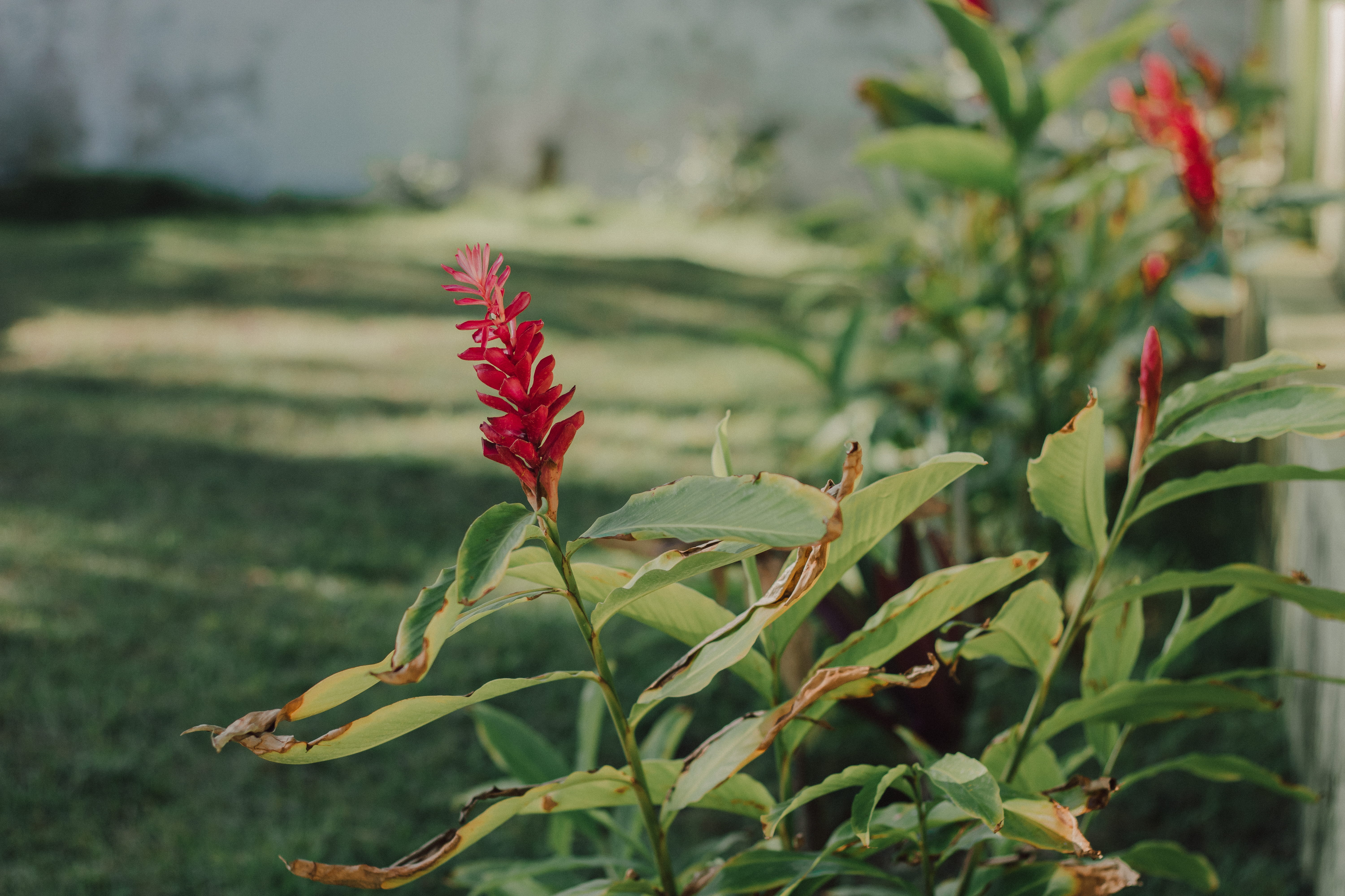 flower head, no people, ar livre, gramado, fragility, vulnerability, red, grama, beauty in nature, outdoors, day, plant part, botany, leaf, freshness, flores, HD Wallpaper