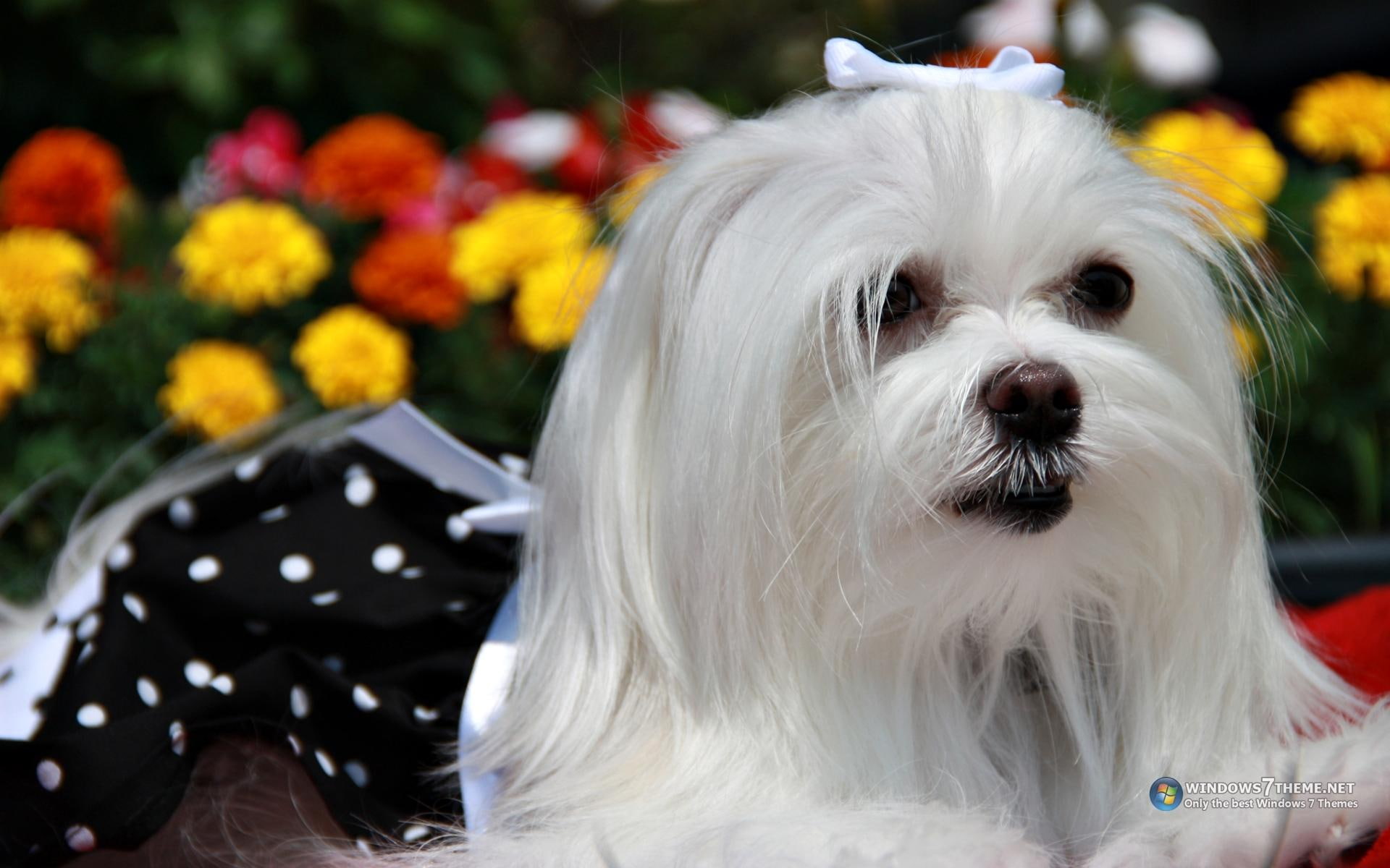 1080P, caozinho, flores, cachorro, animals, belo, flor, bonito, HD Wallpaper