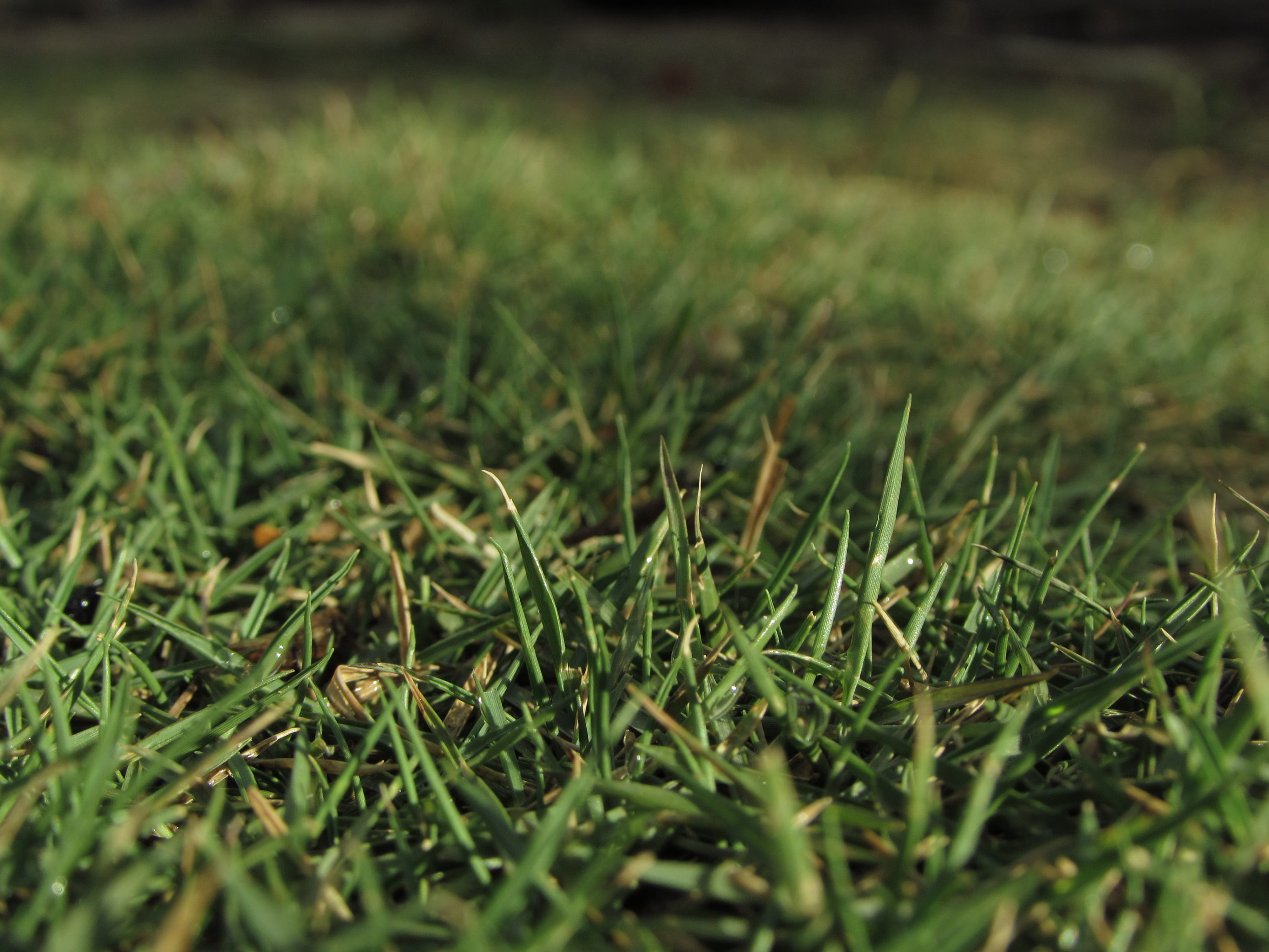 grass area, dew, land, green color, florest, nature, close-up, outdoors, selective focus, full frame, high angle view, blade of grass, sole, growth, green, HD Wallpaper