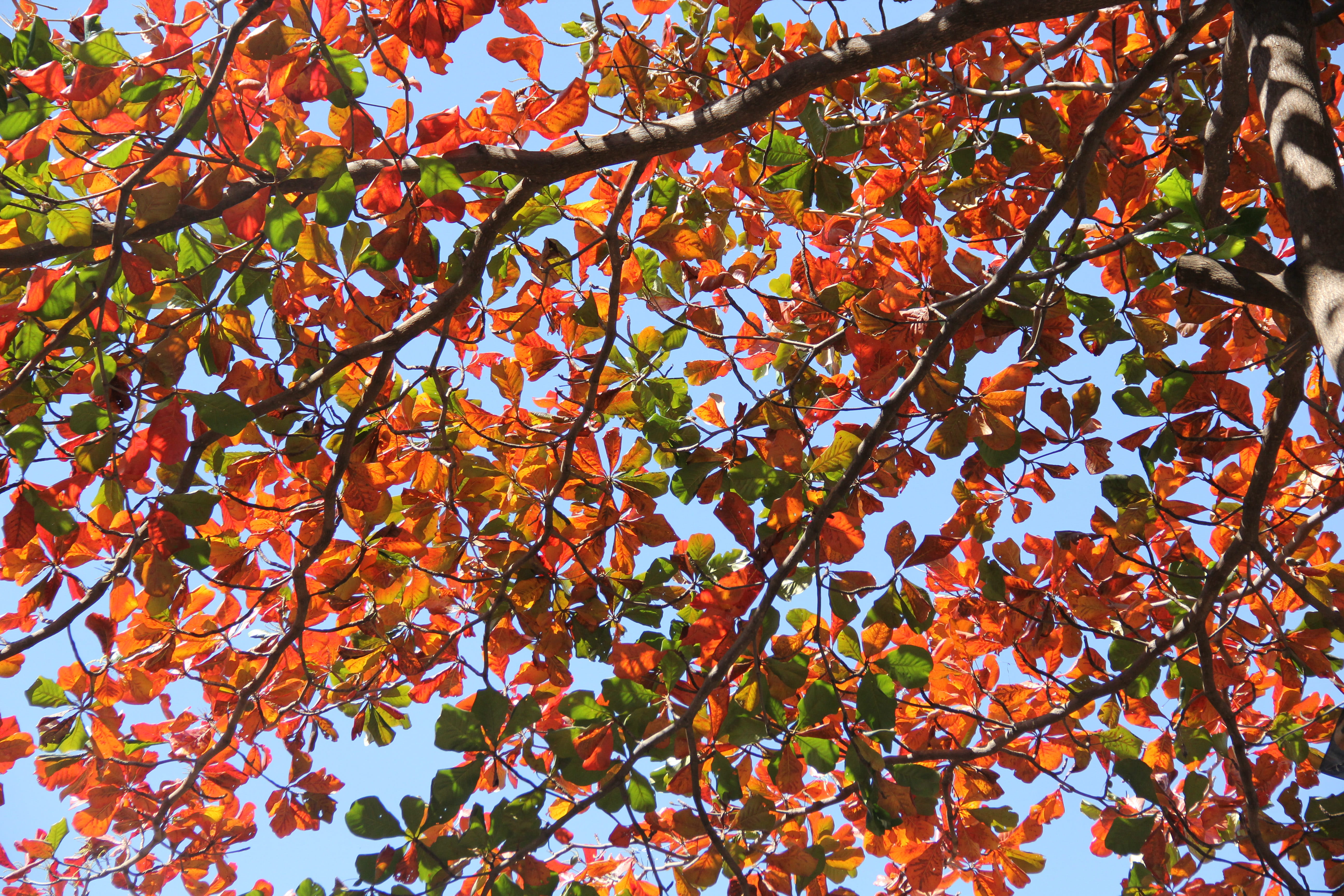 5K, maple leaf, fruit, healthy eating, change, plant, food, autumn, brasil, bluesky, outdoors, color, no people, fall, full frame, leaves, nature, leaf, HD Wallpaper