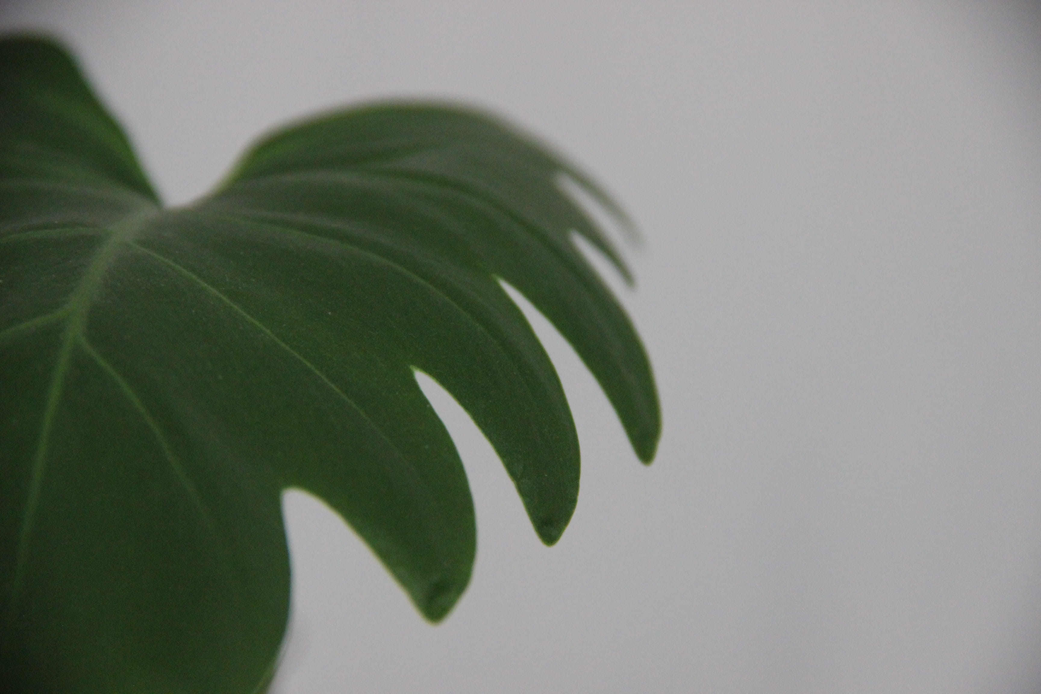 simplicity, plant, plant part, no people, white color, nature, green color, leaf, leaves, 2K, plants, studio shot, indoors, leaf vein, growth, green, minimal, HD Wallpaper